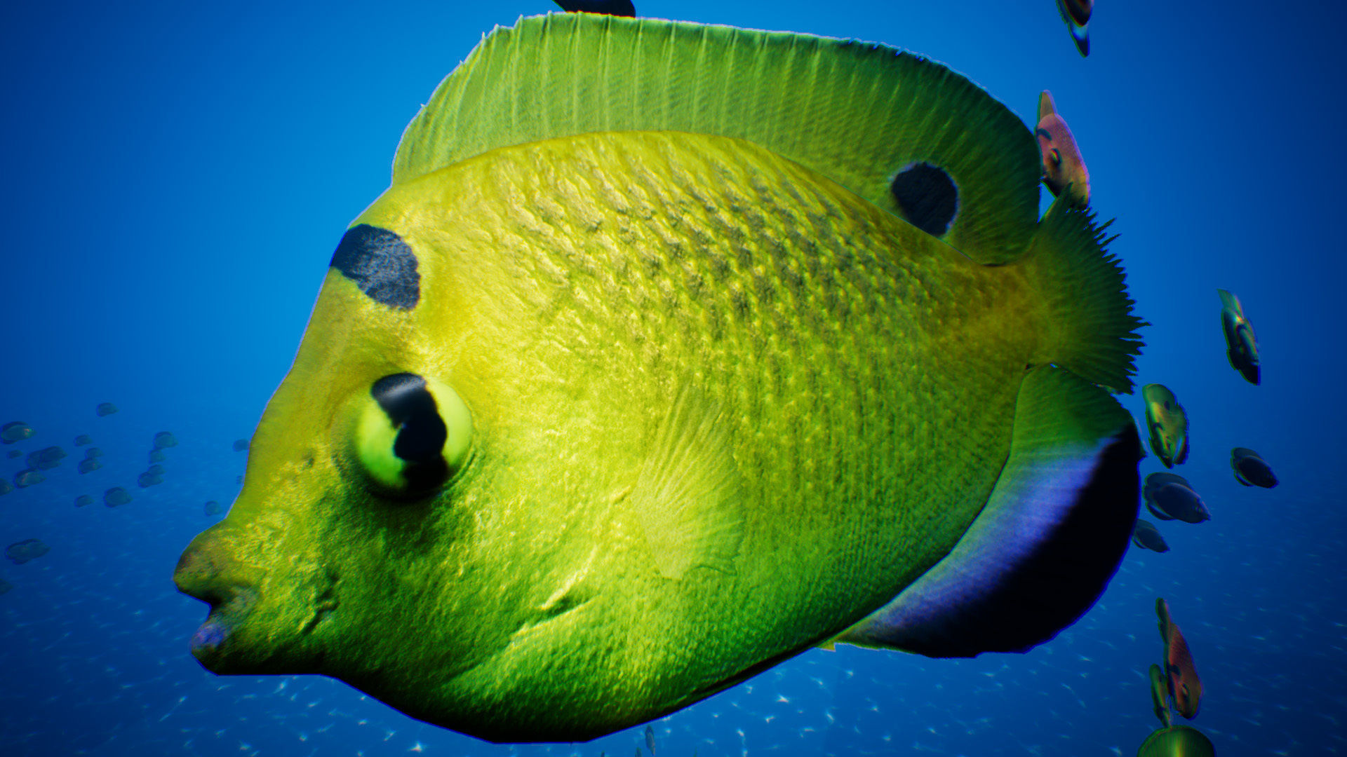 UE4 Fish School System Low-poly 3D model_6