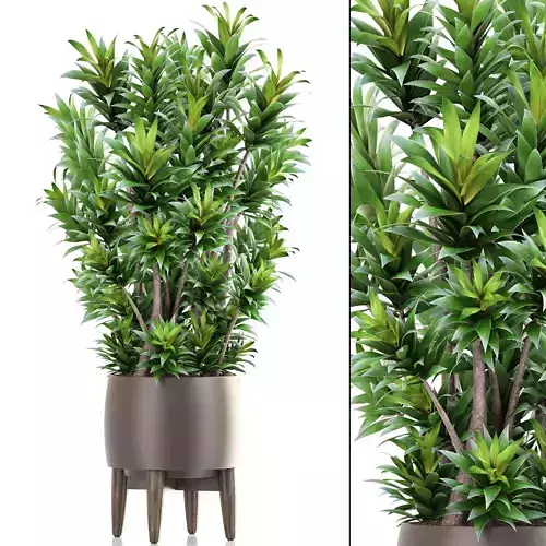 Dracaena tree