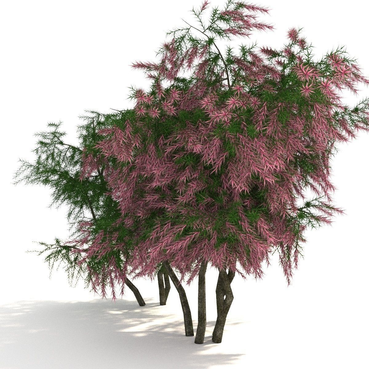Tamarix 3D model_2
