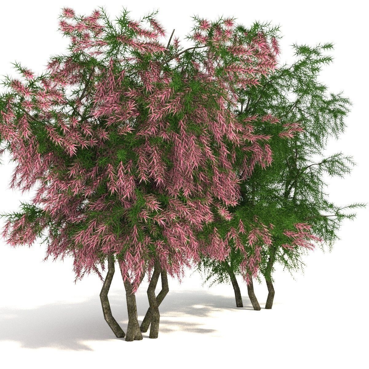 Tamarix 3D model_4