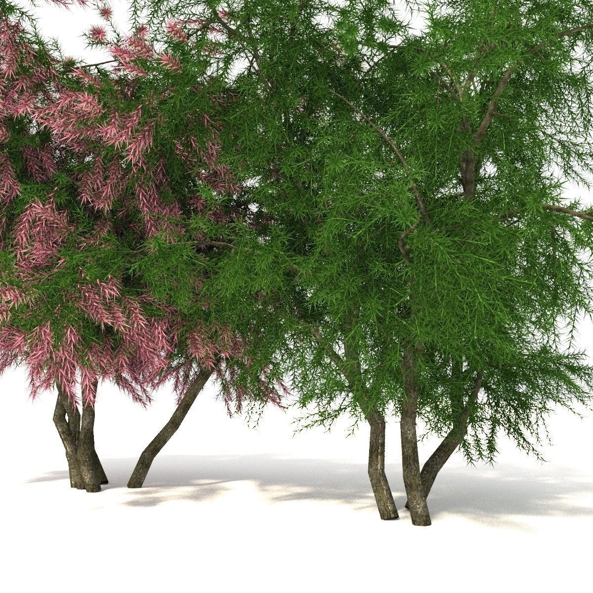 Tamarix 3D model_5