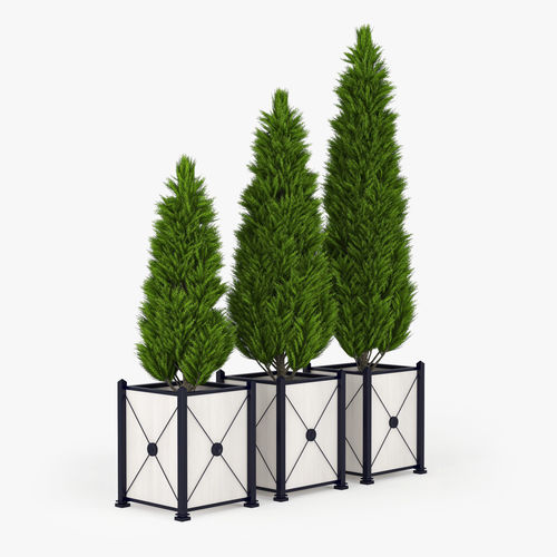 Thuja three cypress trees in planter 3D model
