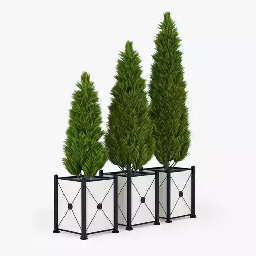Thuja three cypress trees in planter 3D model