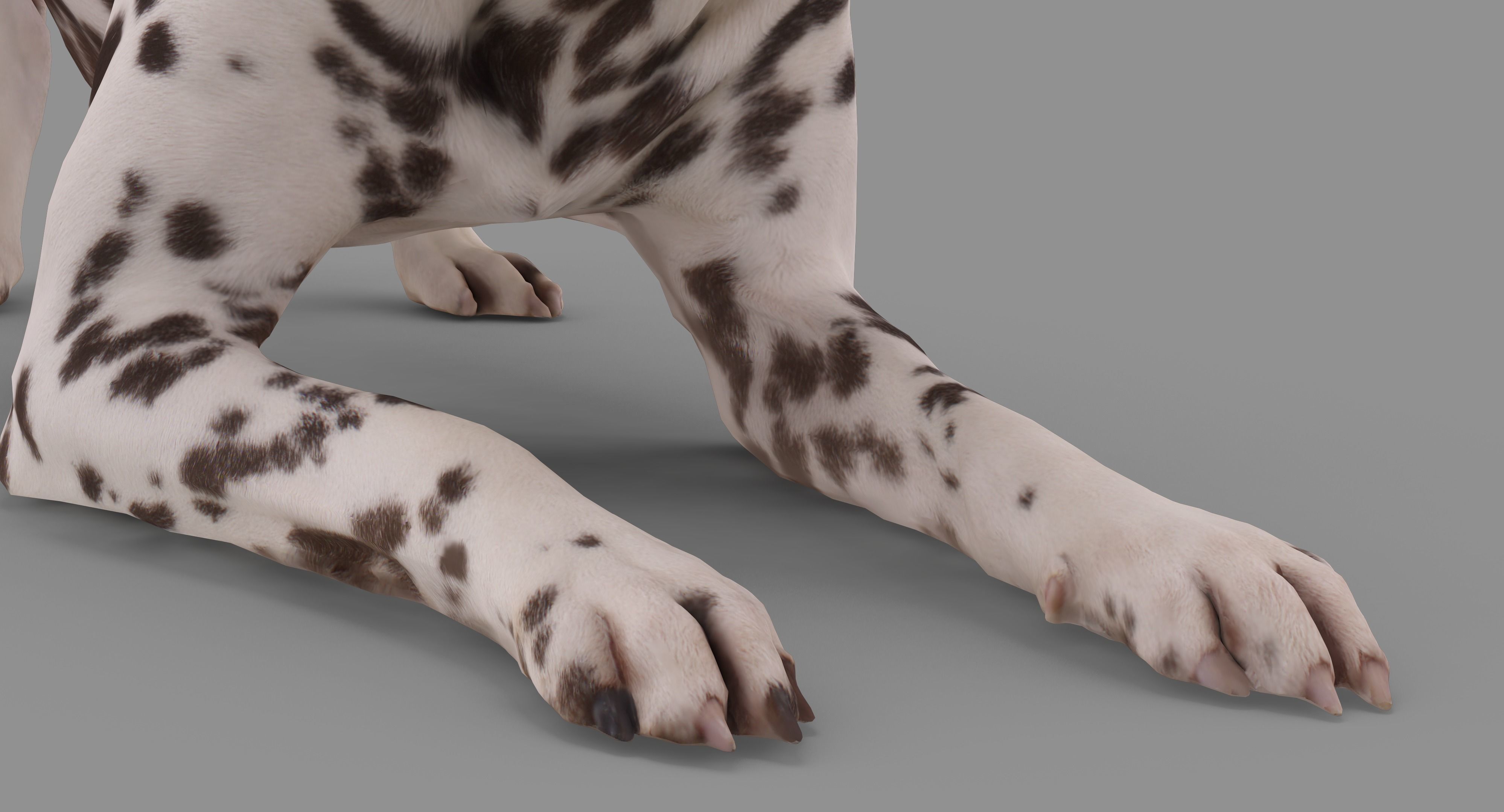 Dalmatian Dog Pose 3D model_39