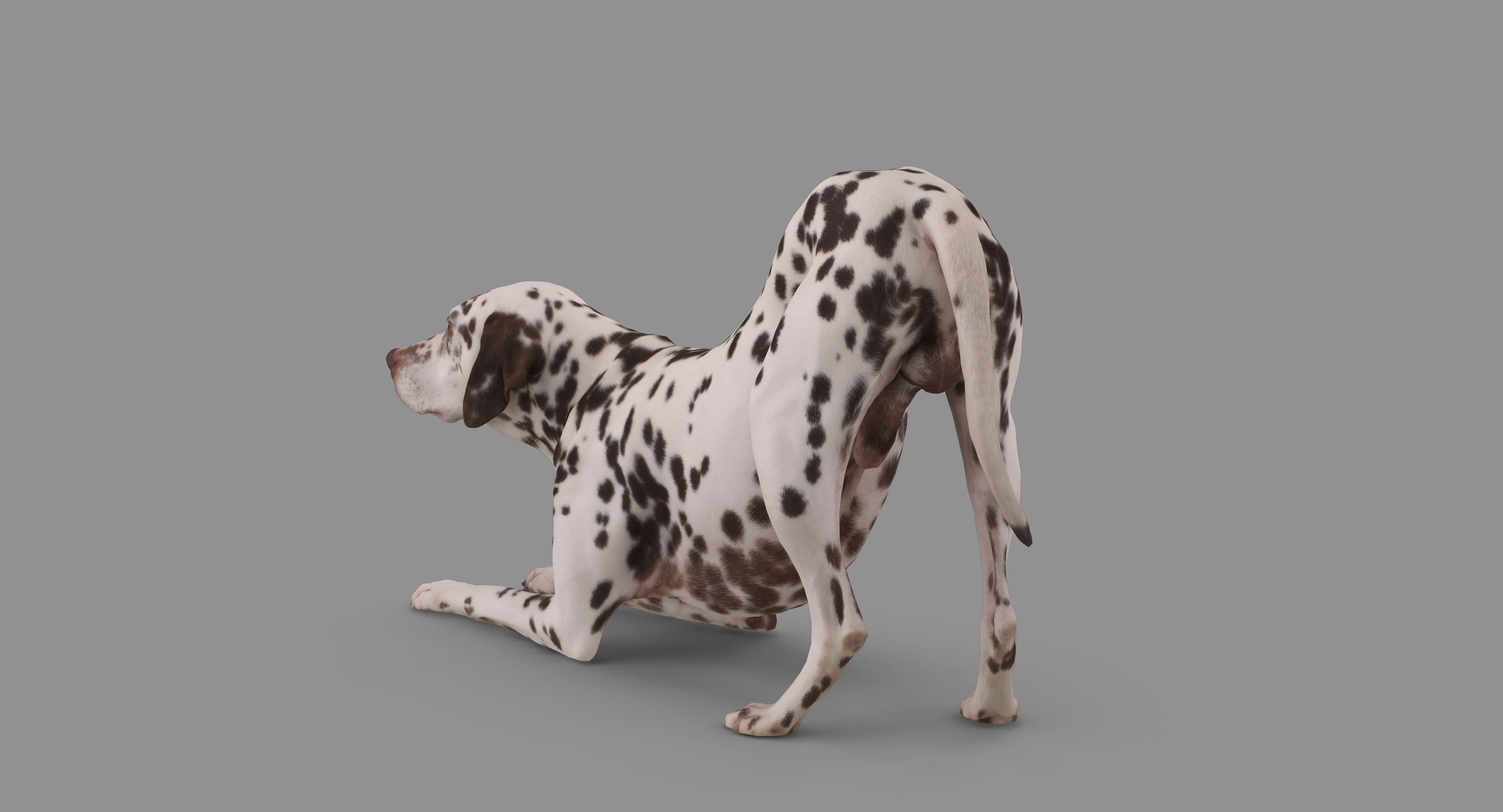 Dalmatian Dog Pose 3D model_95