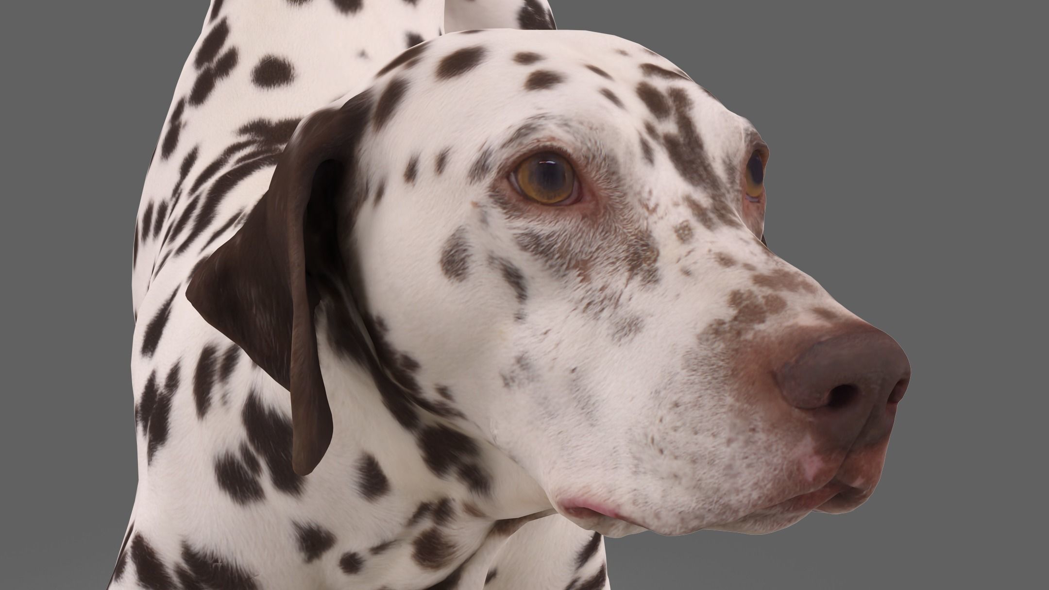 Dalmatian Dog Pose 3D model_3