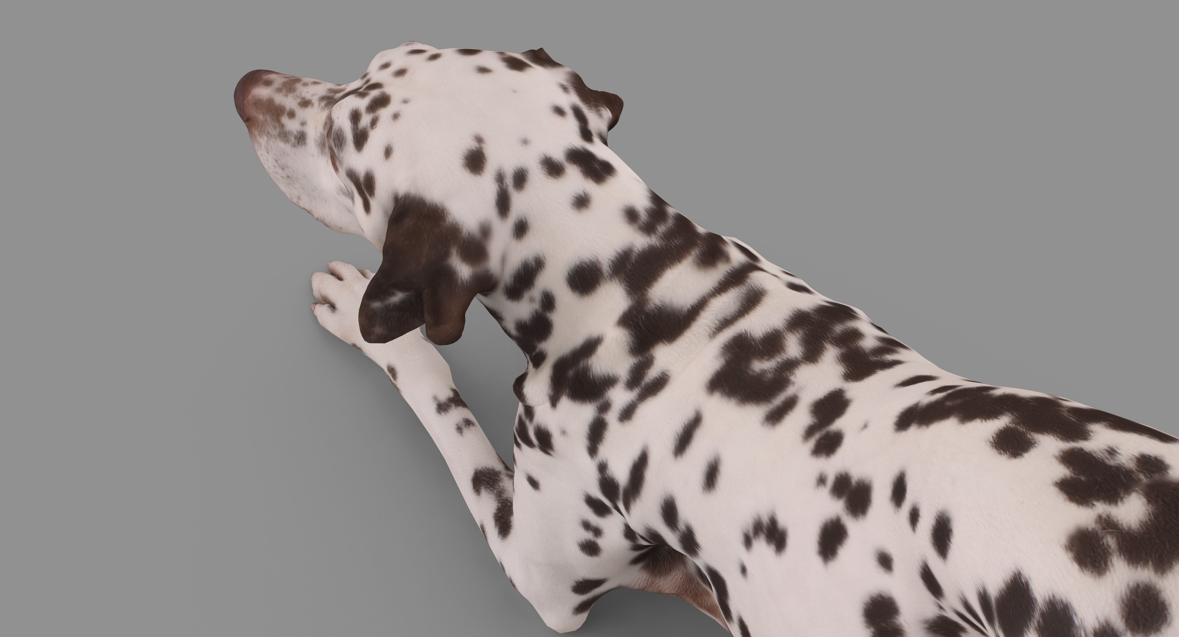 Dalmatian Dog Pose 3D model_55