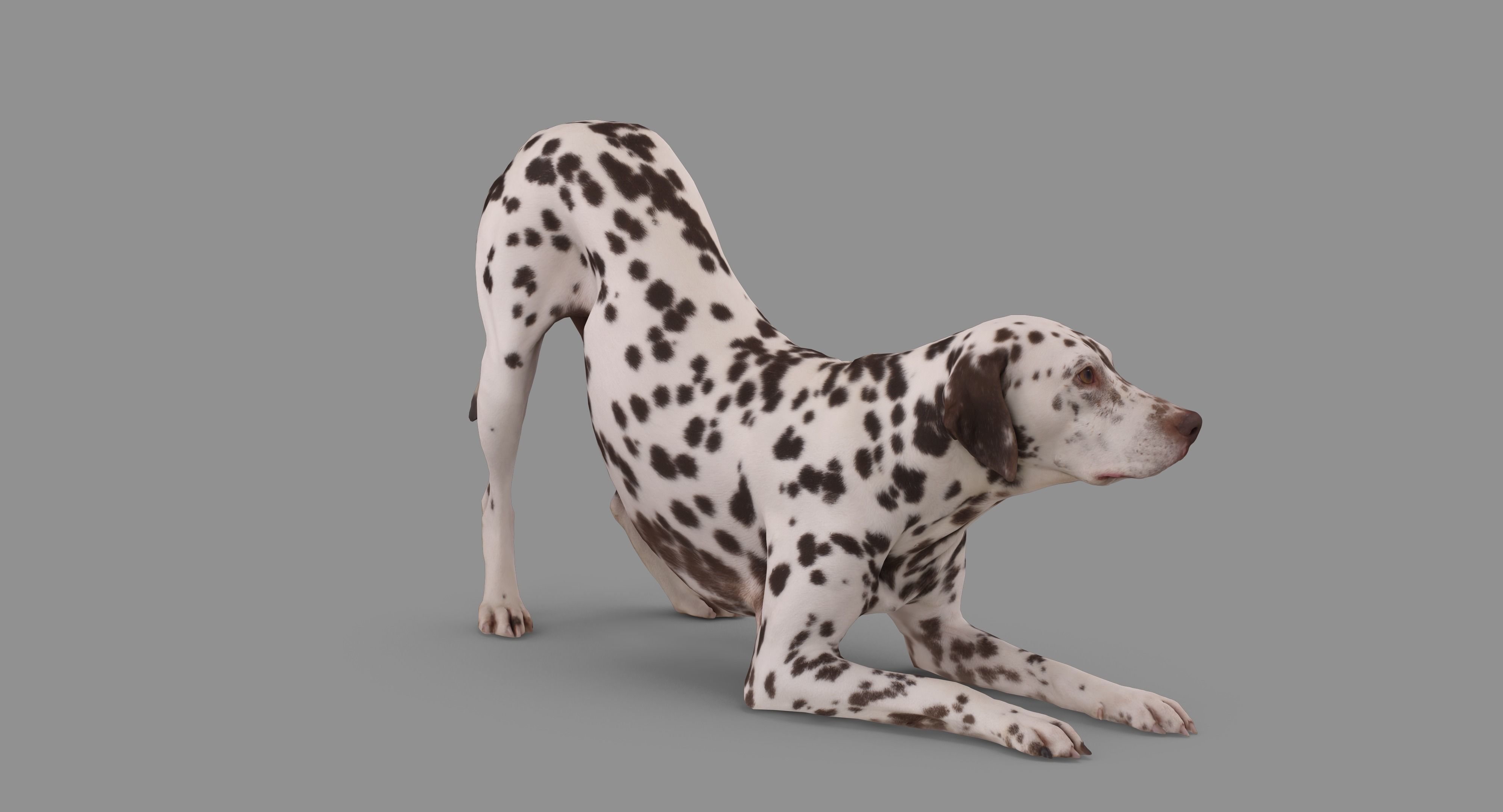 Dalmatian Dog Pose 3D model_73