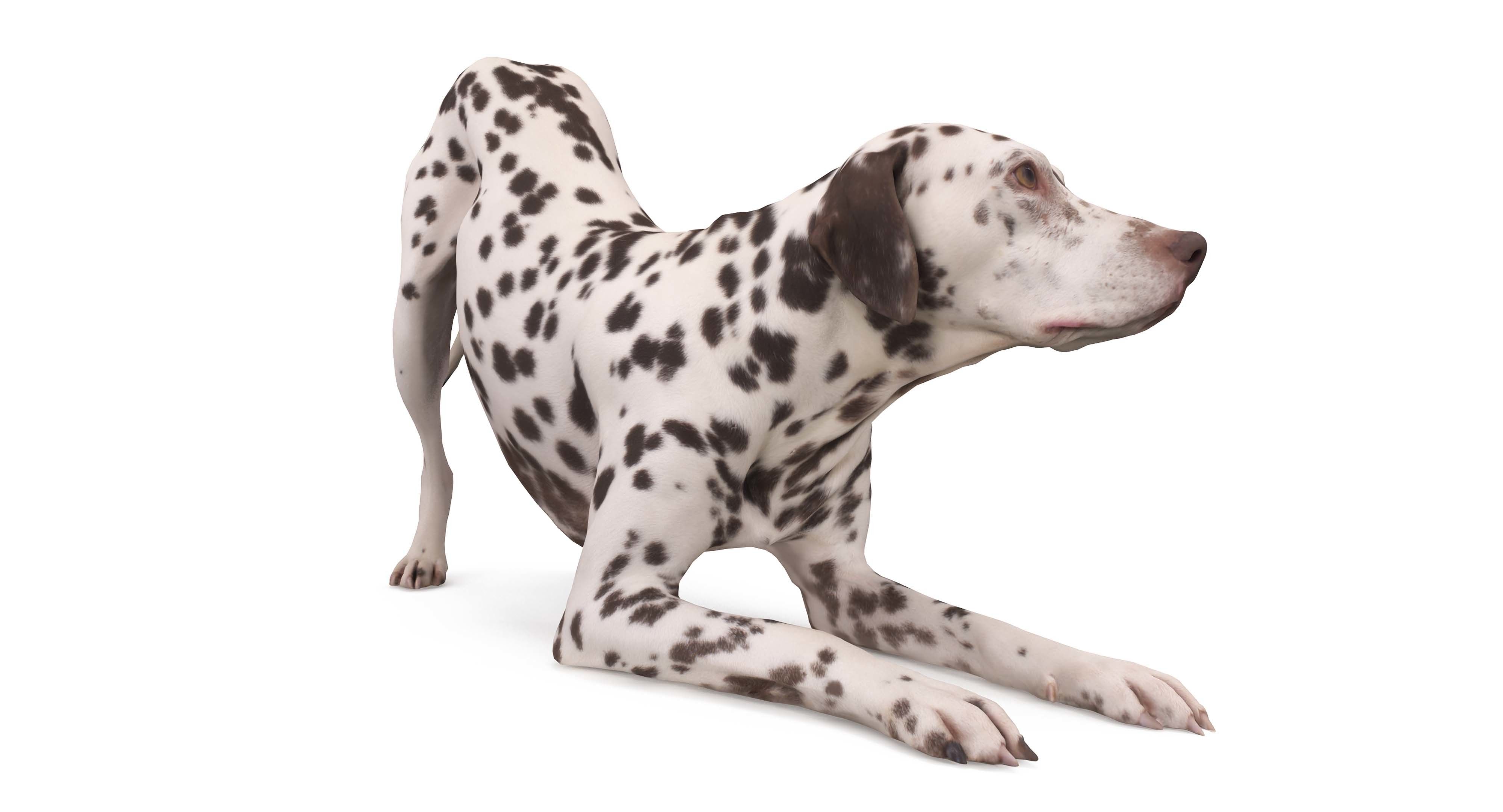 Dalmatian Dog Pose 3D model_23