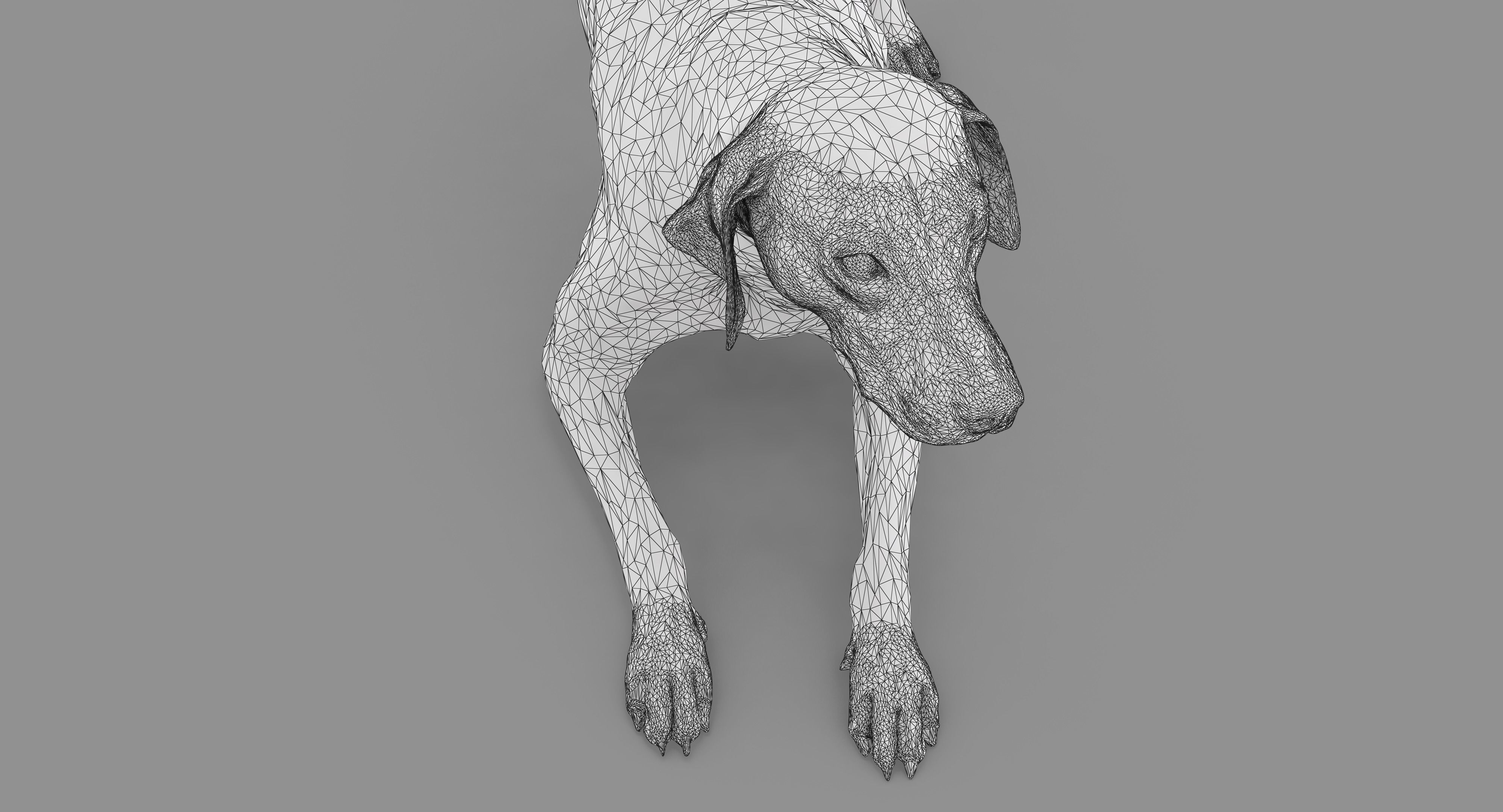 Dalmatian Dog Pose 3D model_58