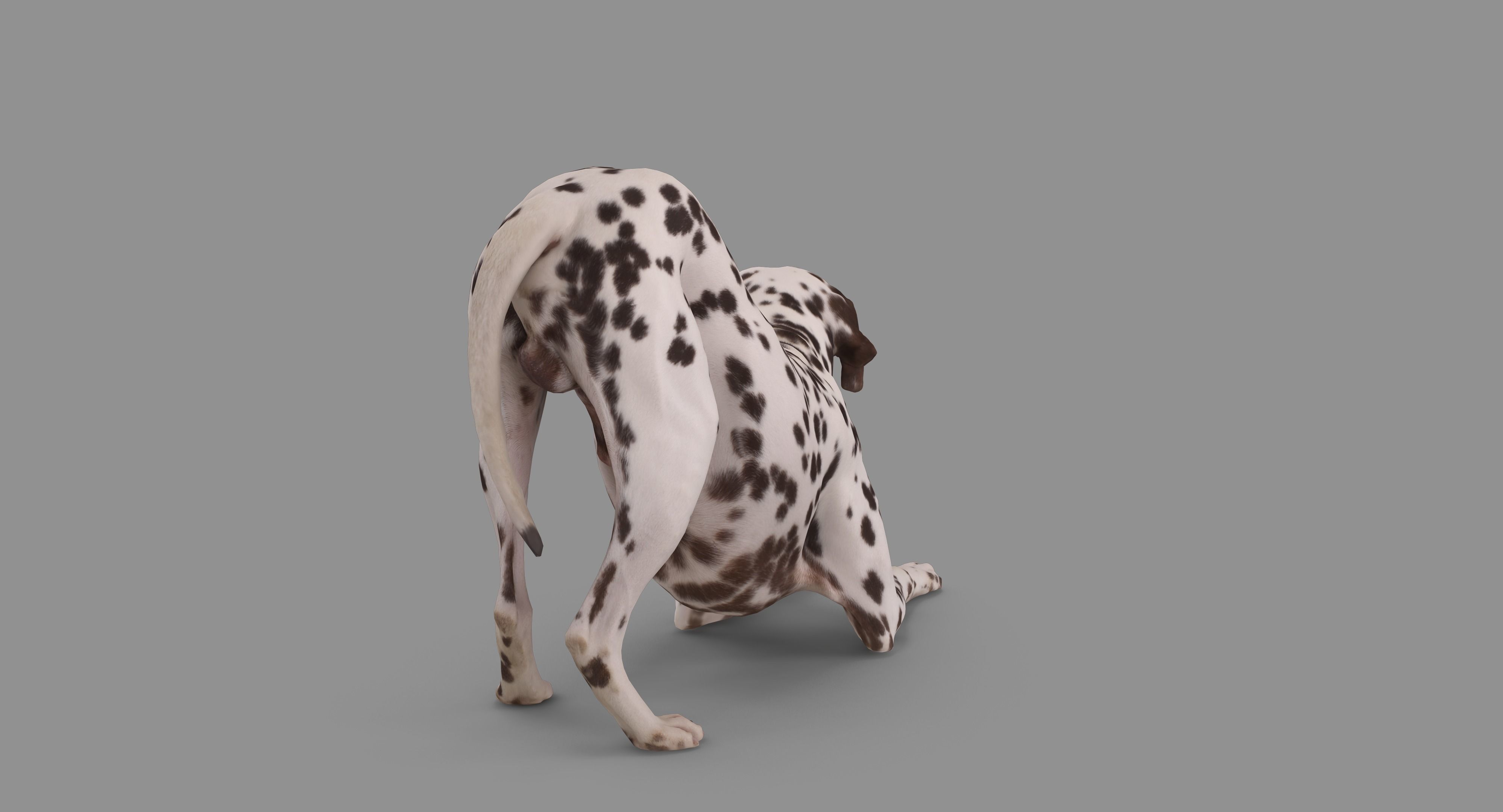 Dalmatian Dog Pose 3D model_87