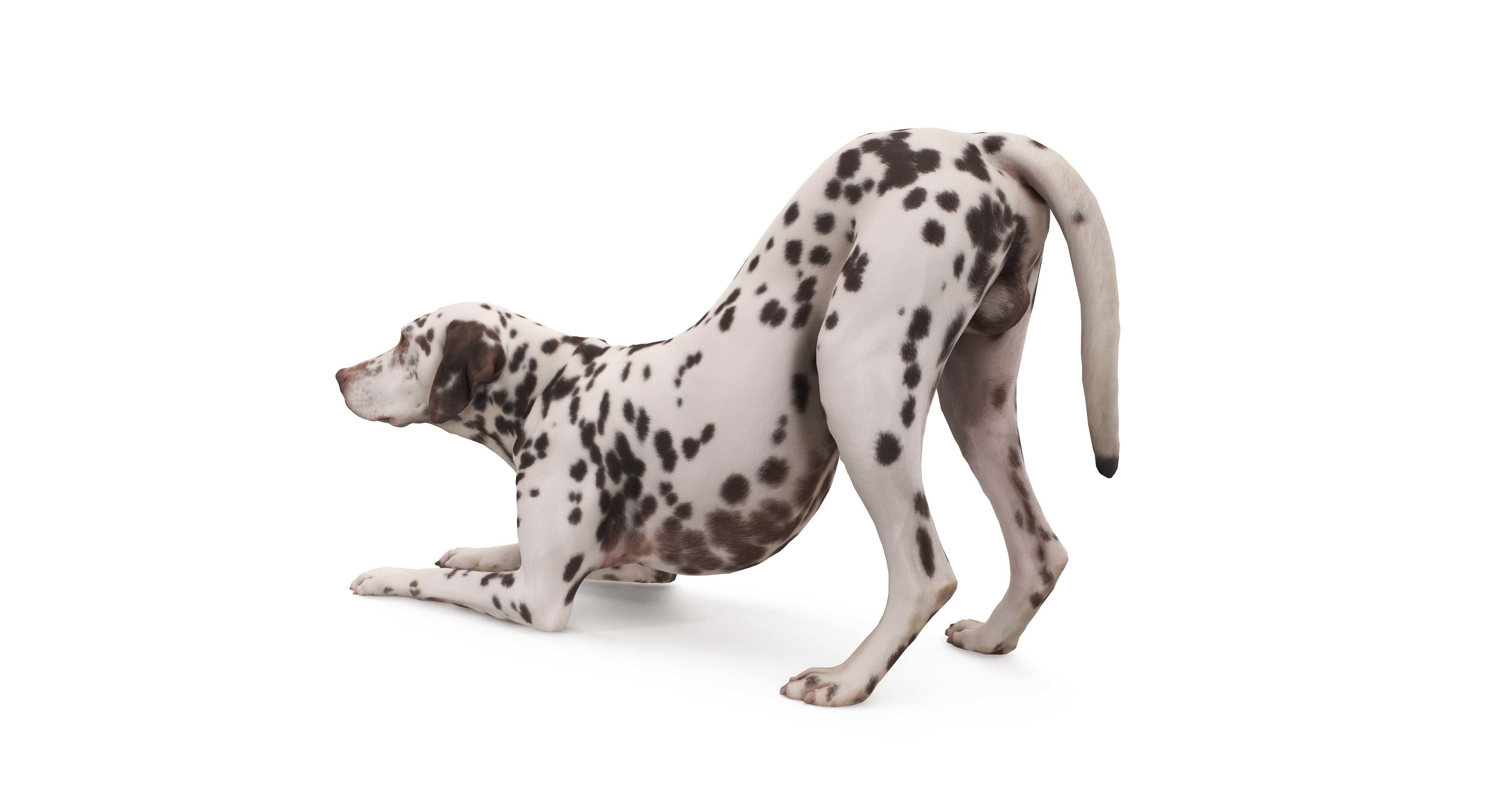 Dalmatian Dog Pose 3D model_19