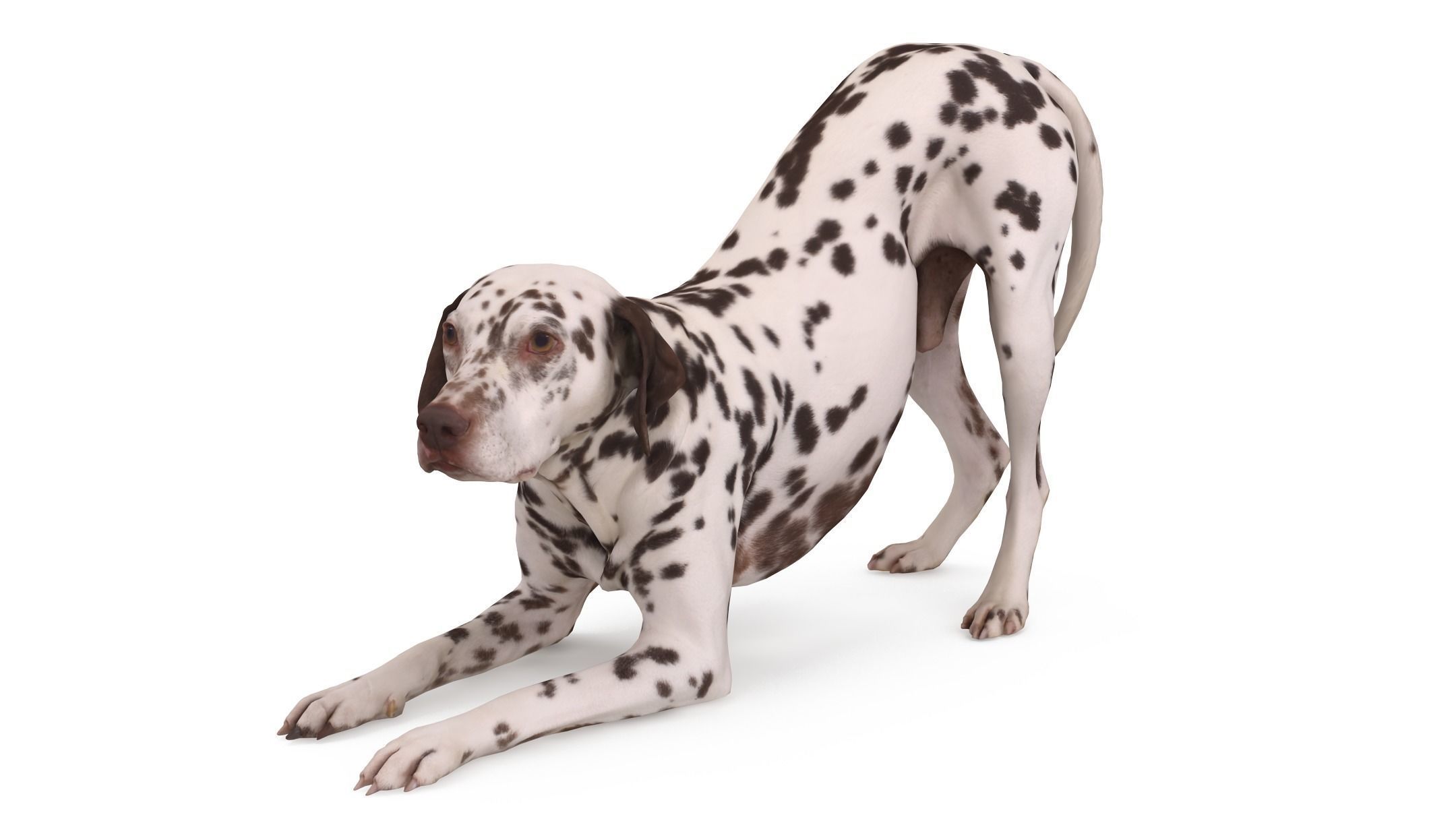 Dalmatian Dog Pose 3D model_7