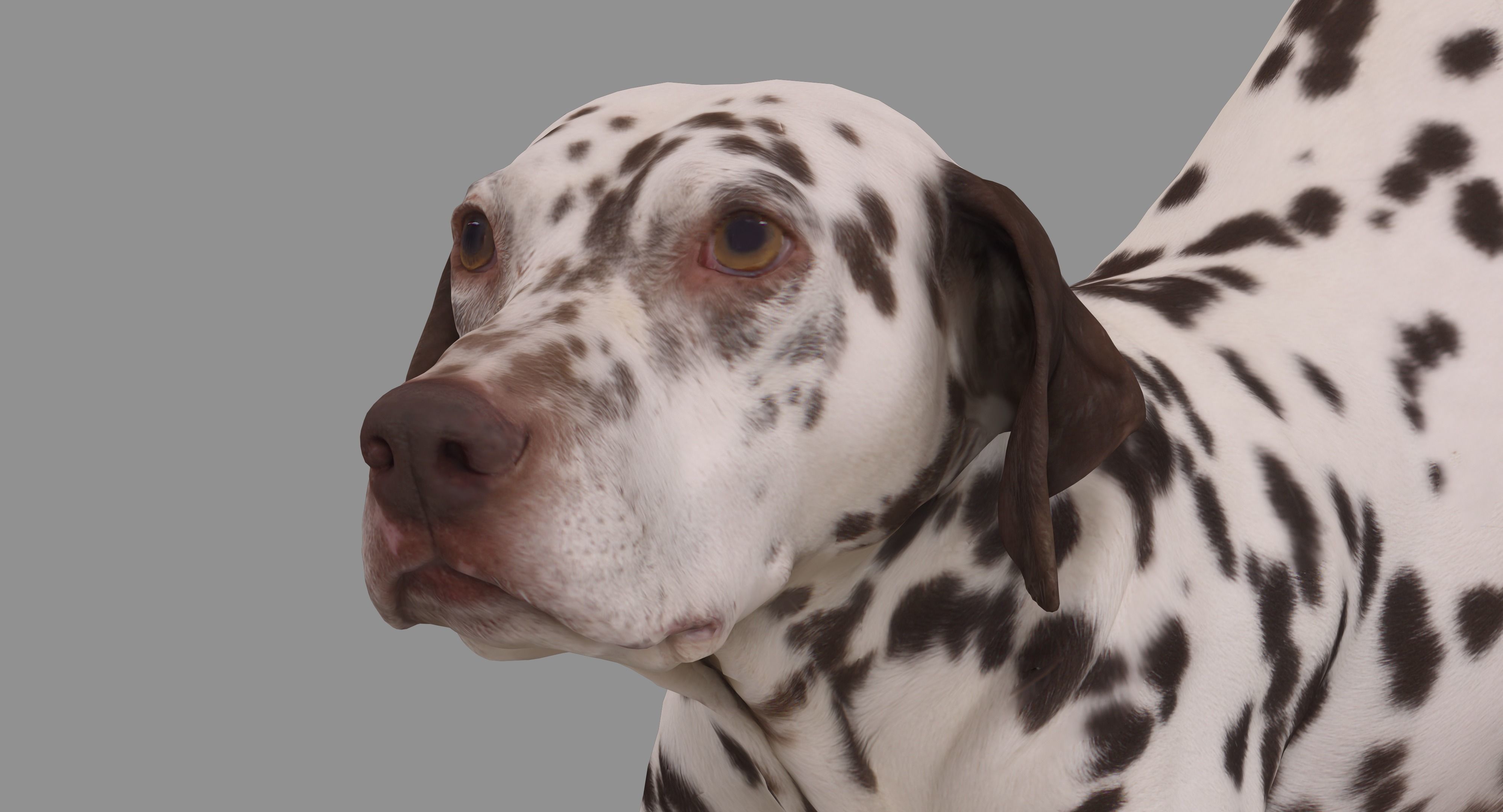 Dalmatian Dog Pose 3D model_31
