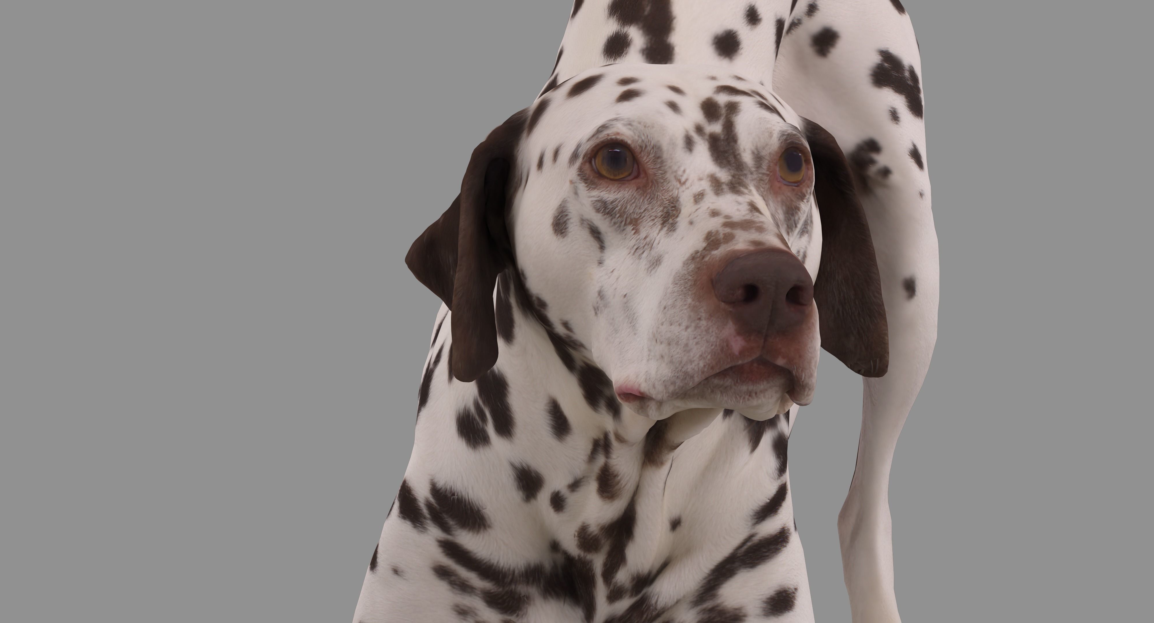 Dalmatian Dog Pose 3D model_37