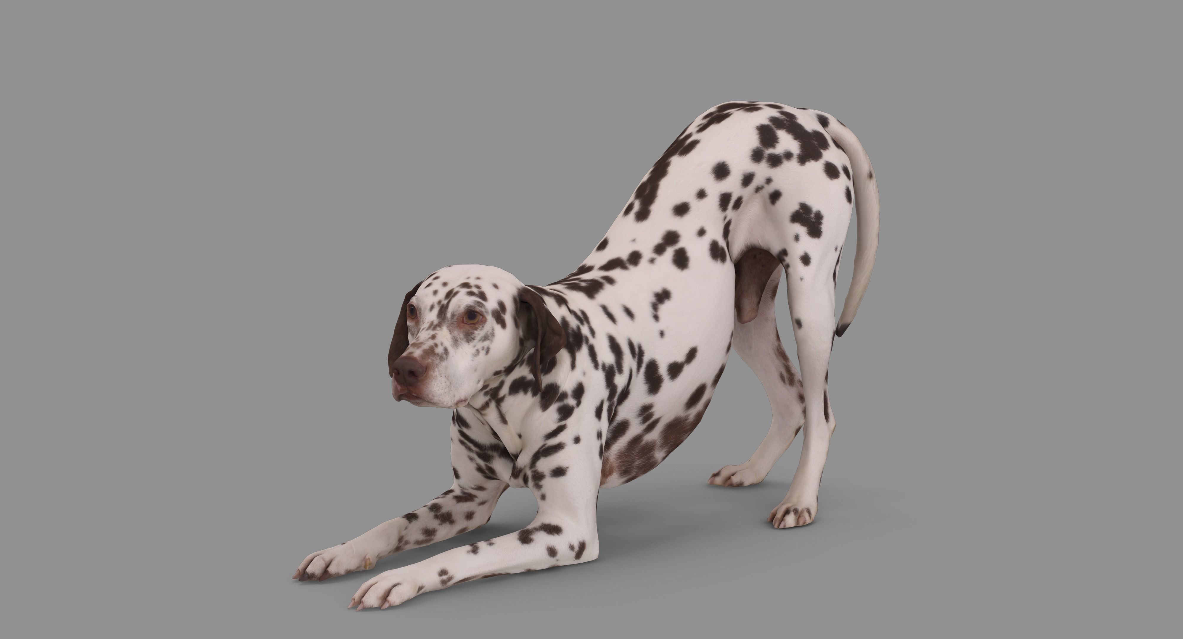 Dalmatian Dog Pose 3D model_61