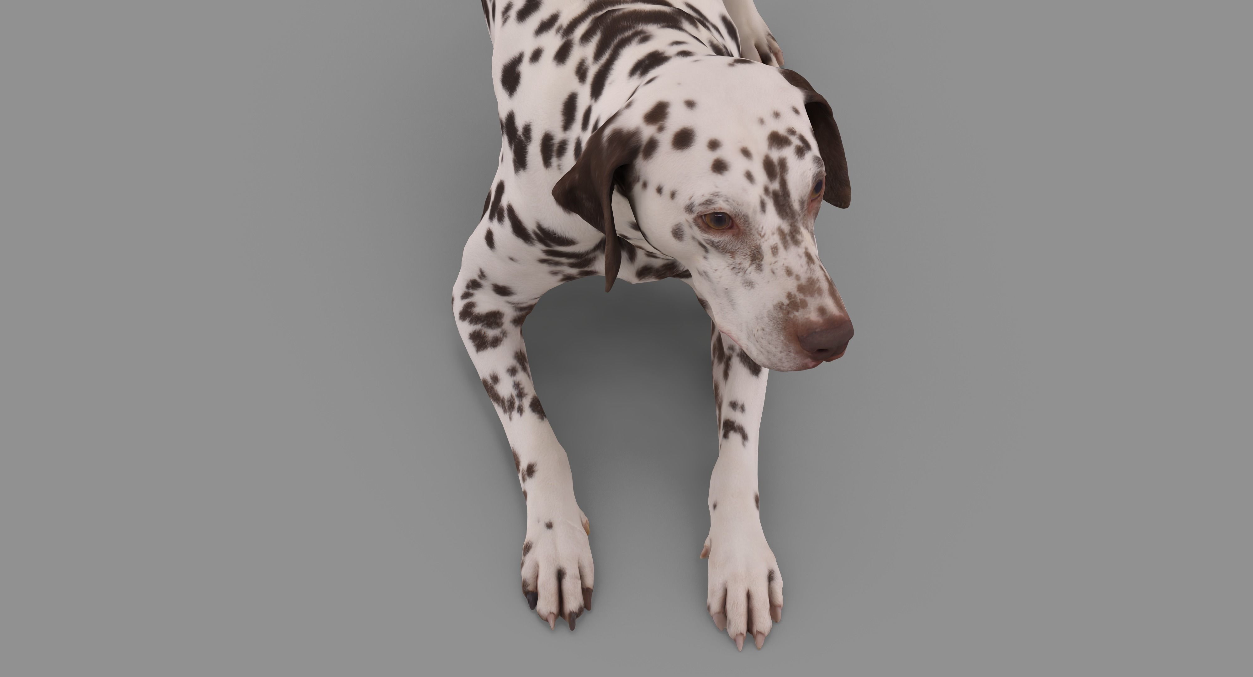 Dalmatian Dog Pose 3D model_57