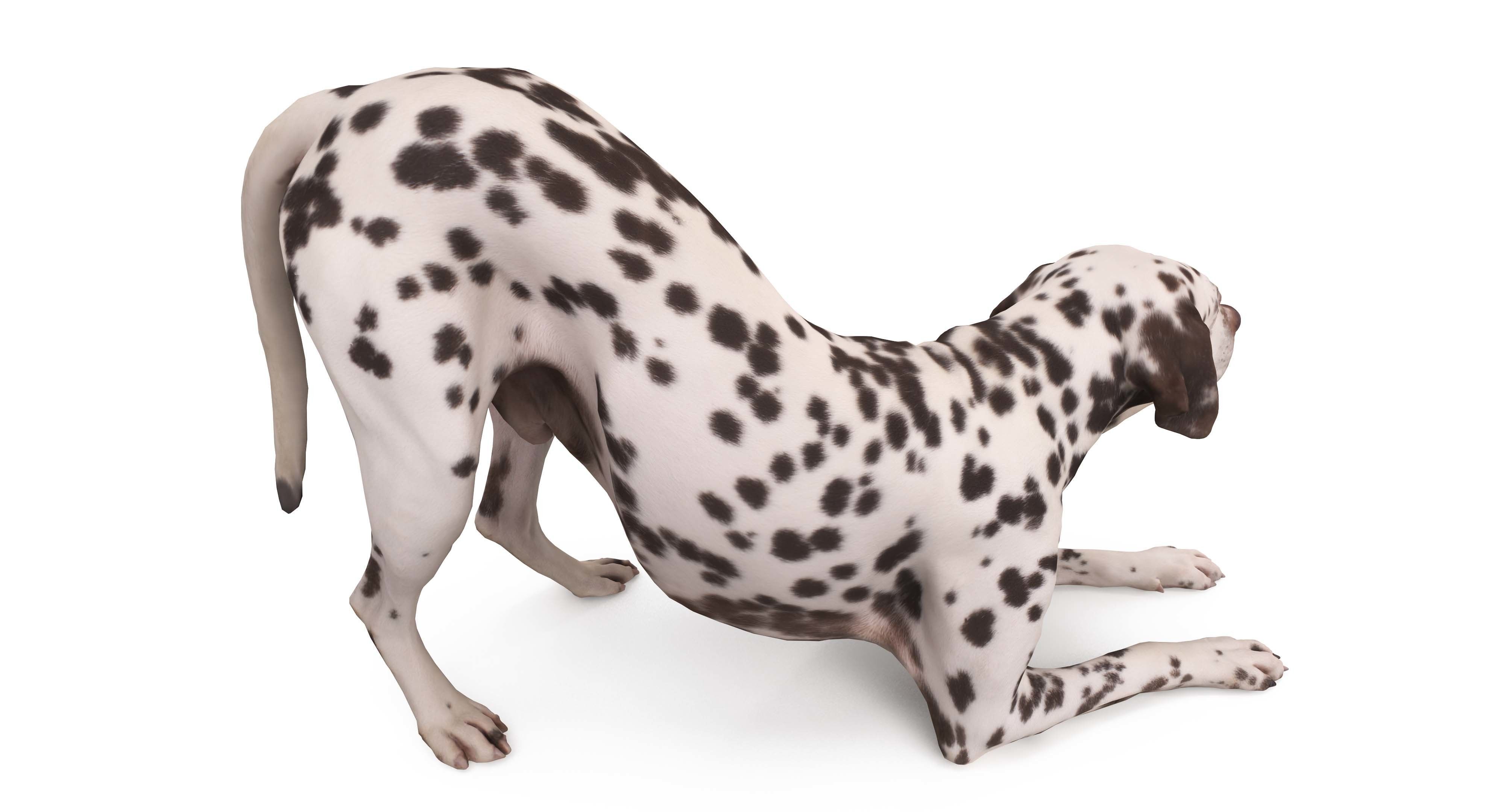 Dalmatian Dog Pose 3D model_9
