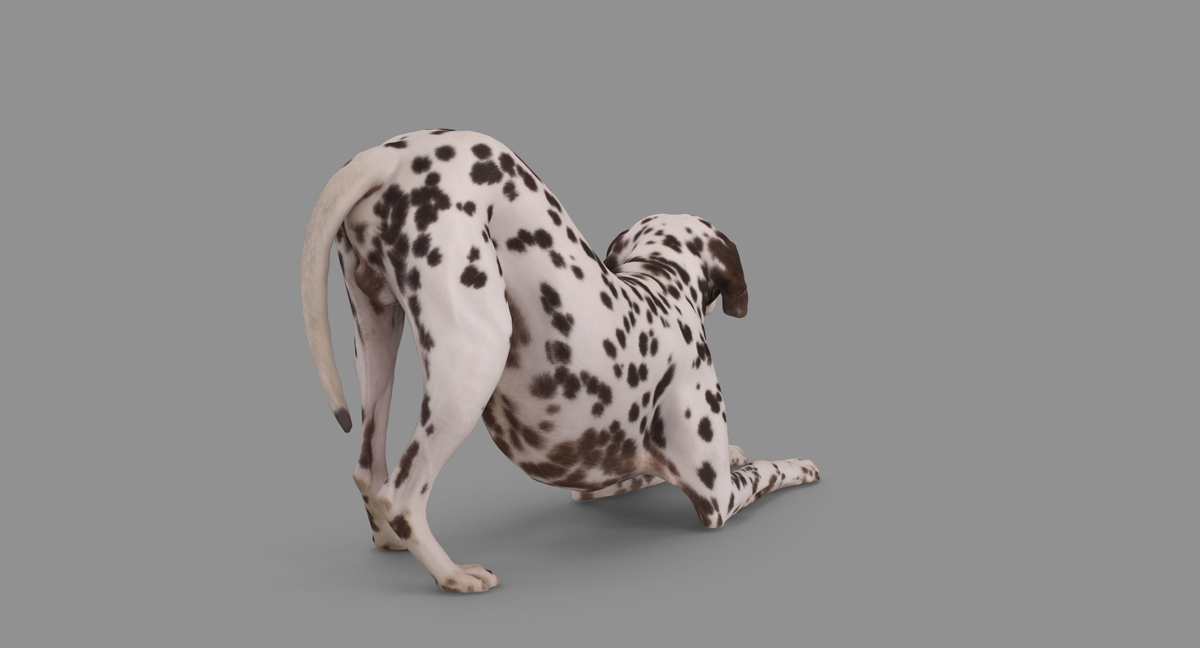 Dalmatian Dog Pose 3D model_85