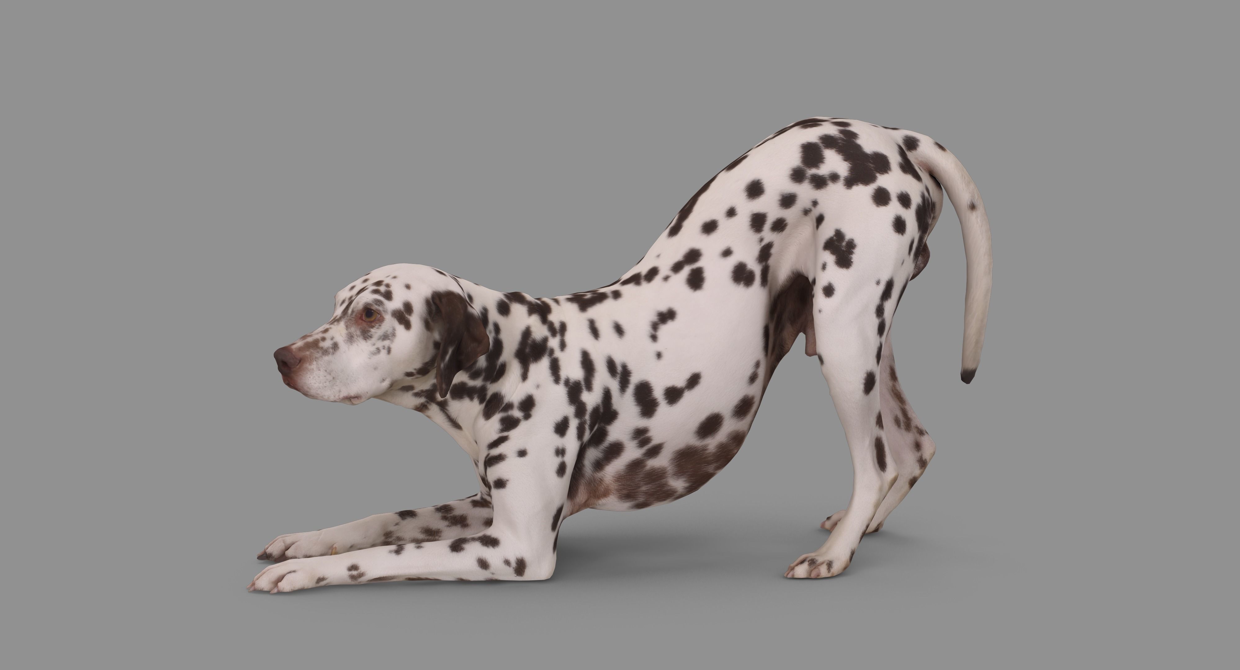 Dalmatian Dog Pose 3D model_103