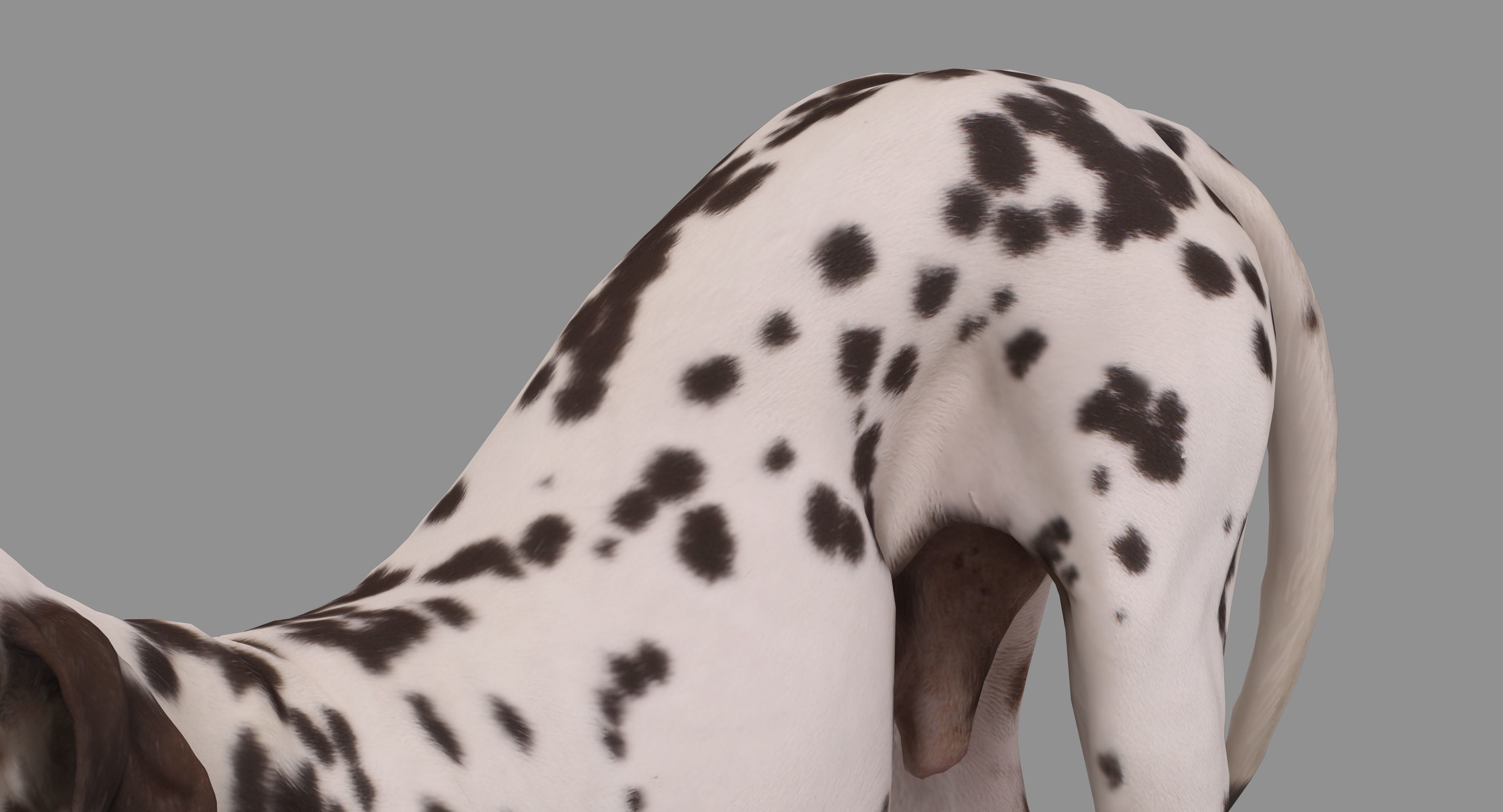 Dalmatian Dog Pose 3D model_35