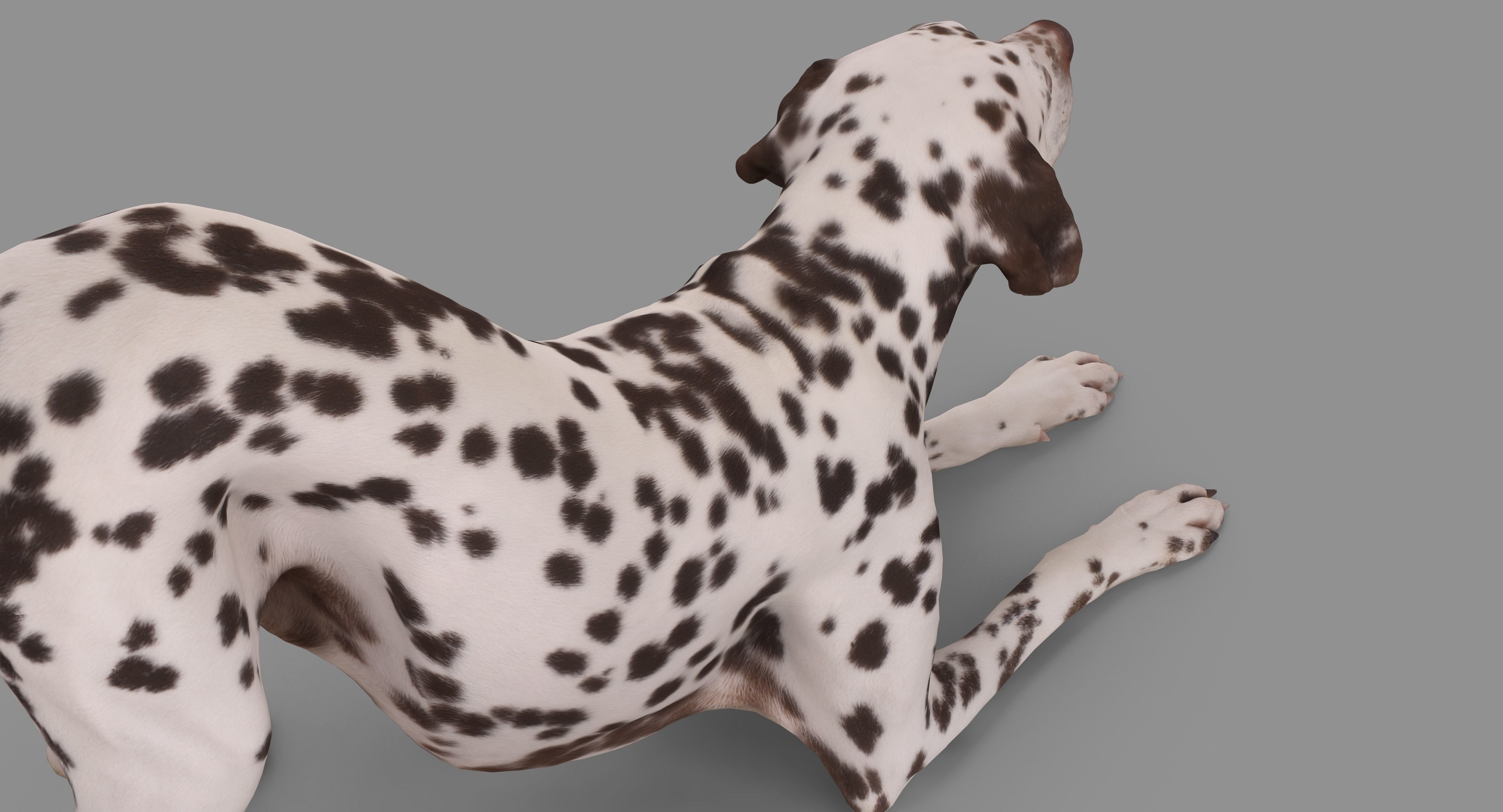 Dalmatian Dog Pose 3D model_53