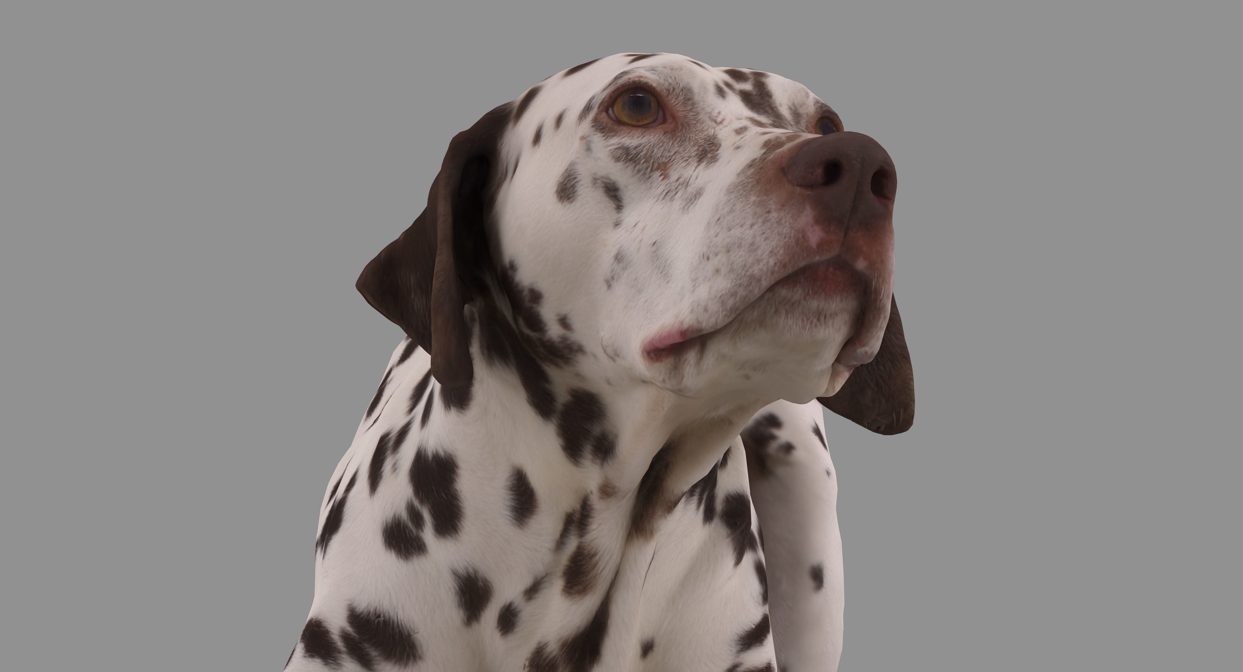 Dalmatian Dog Pose 3D model_43