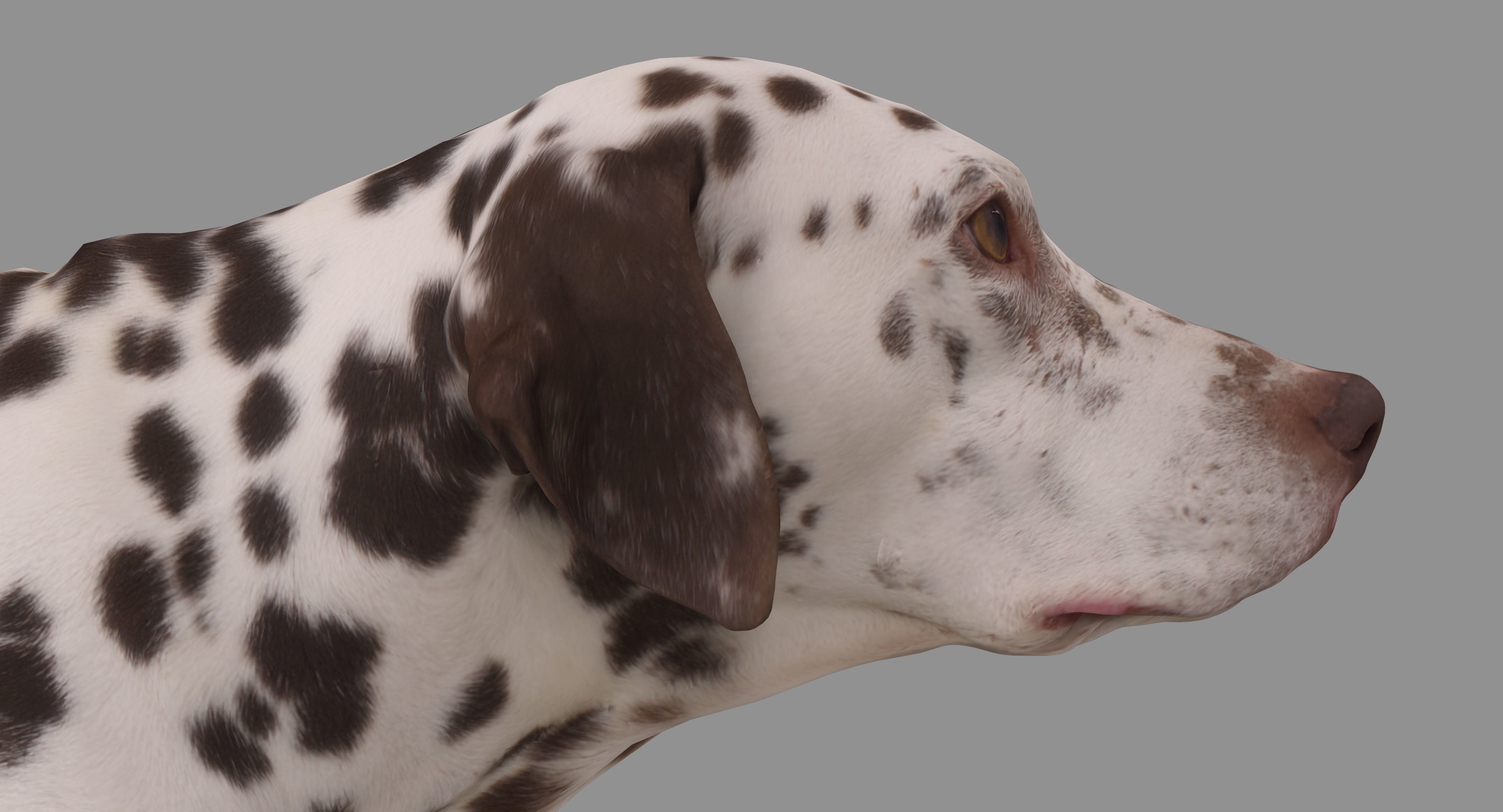 Dalmatian Dog Pose 3D model_41