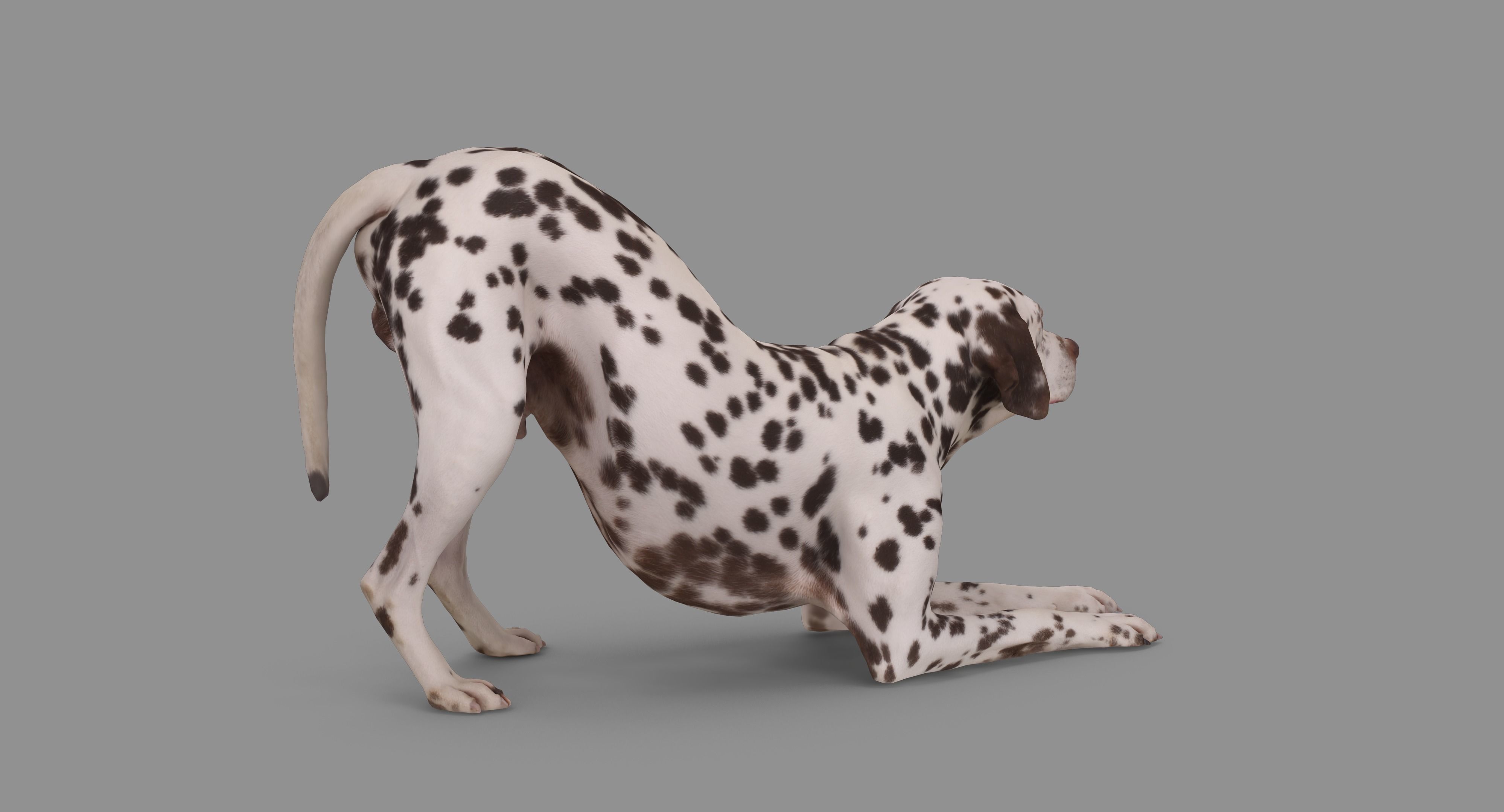 Dalmatian Dog Pose 3D model_81