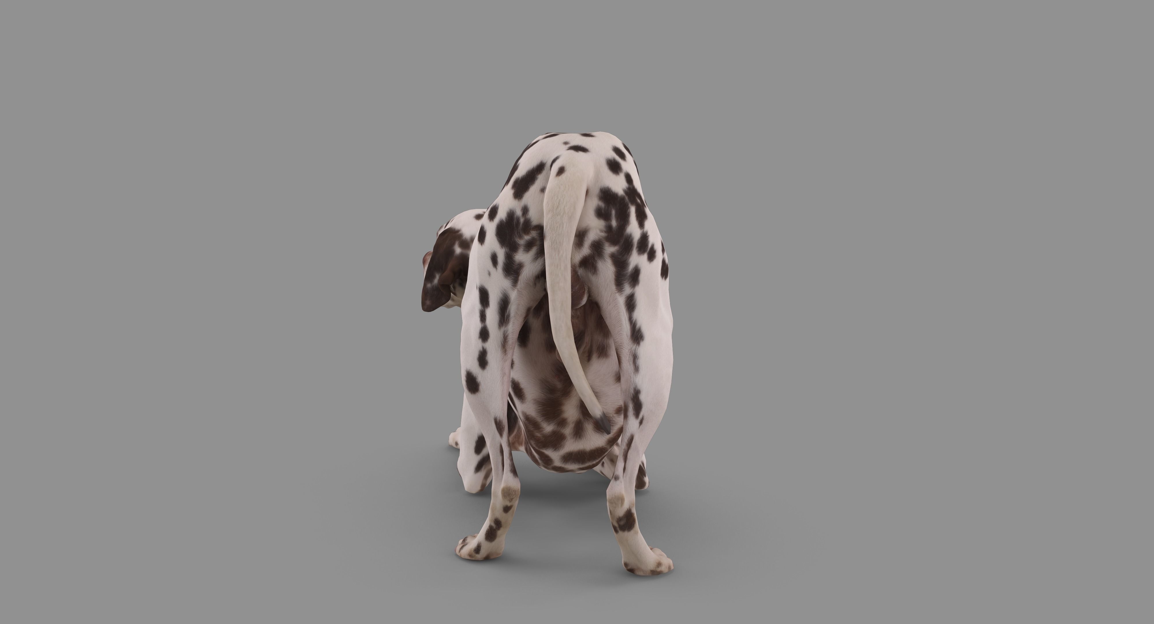 Dalmatian Dog Pose 3D model_91