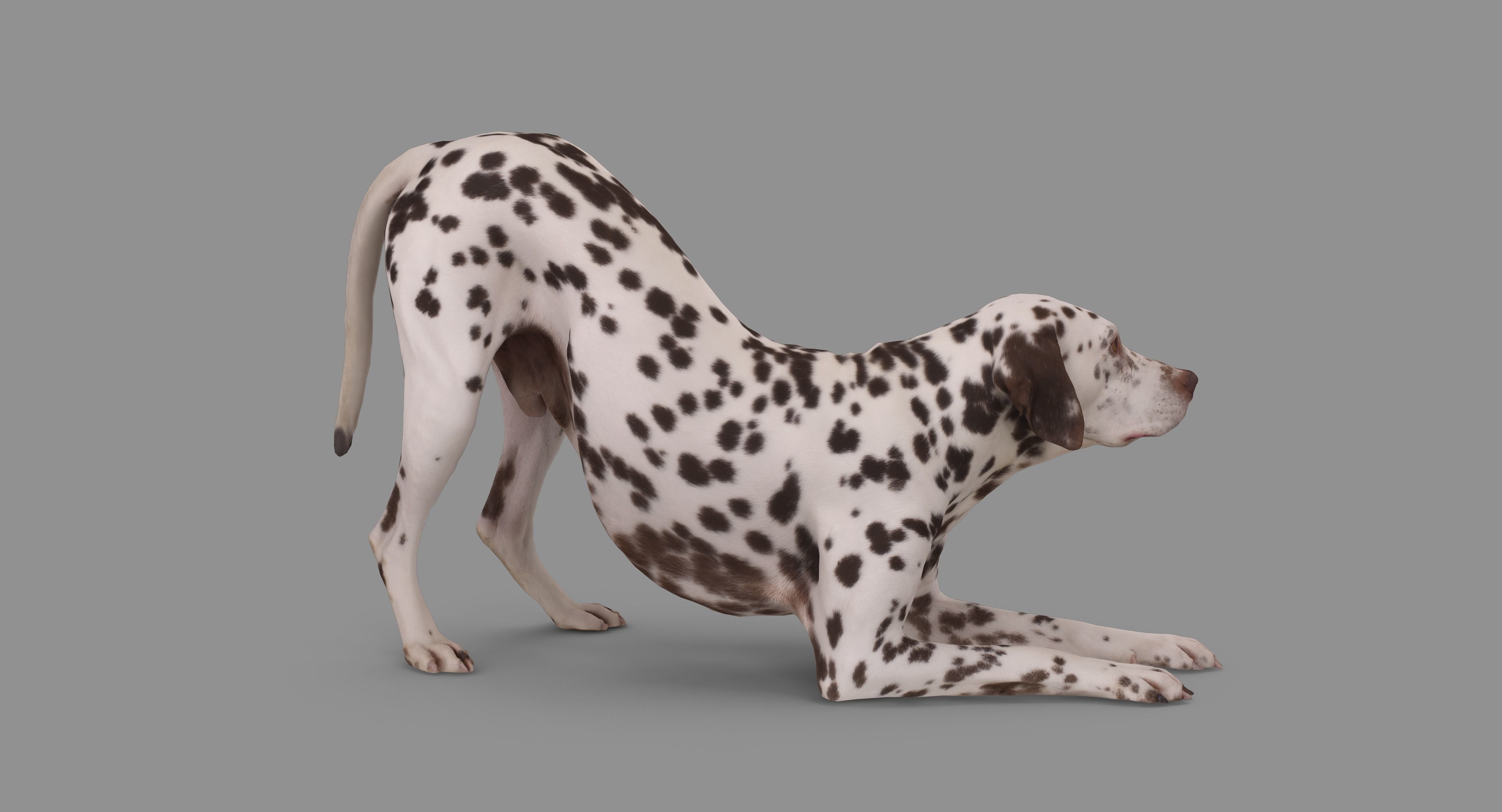 Dalmatian Dog Pose 3D model_77