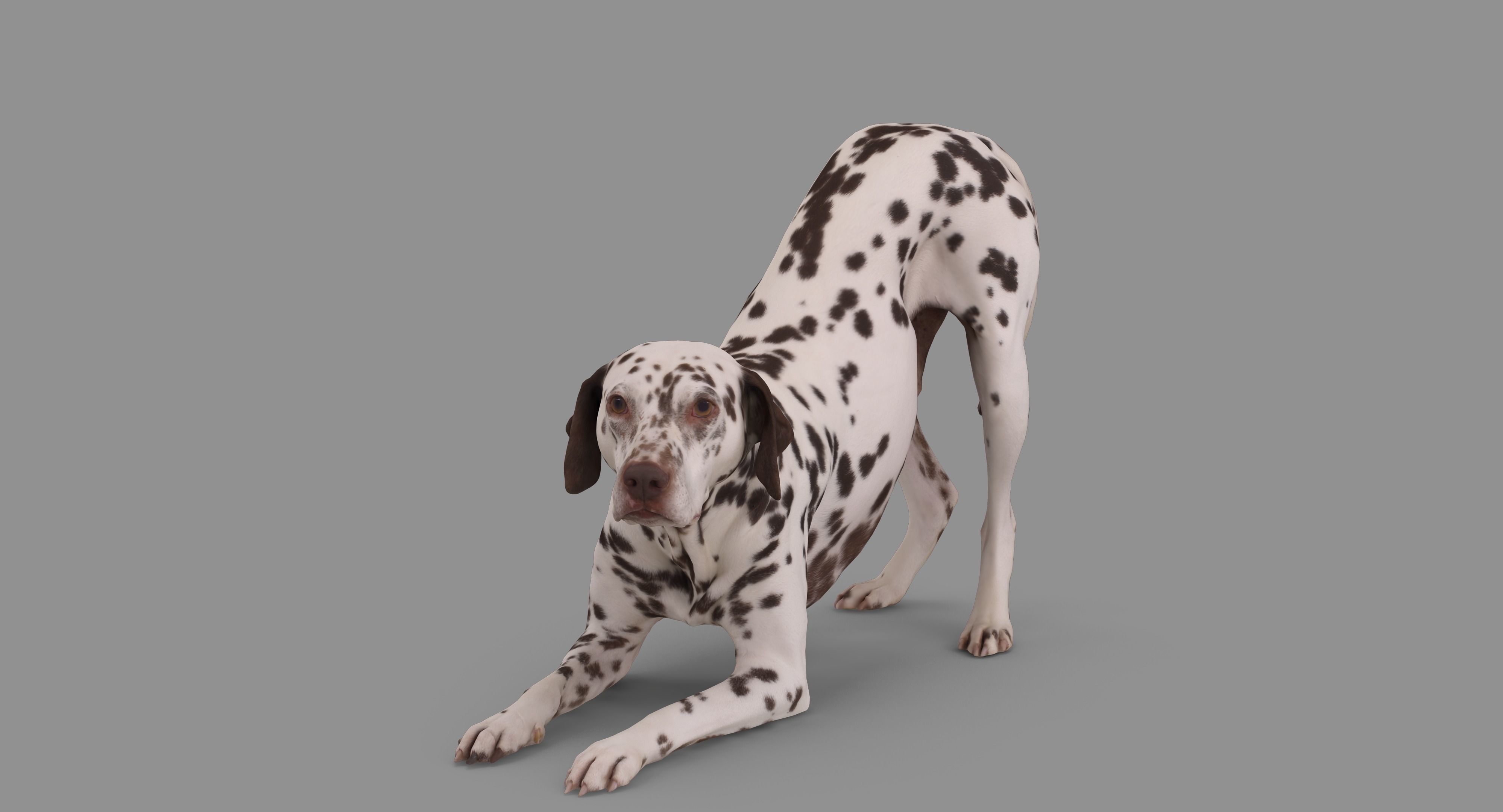 Dalmatian Dog Pose 3D model_63