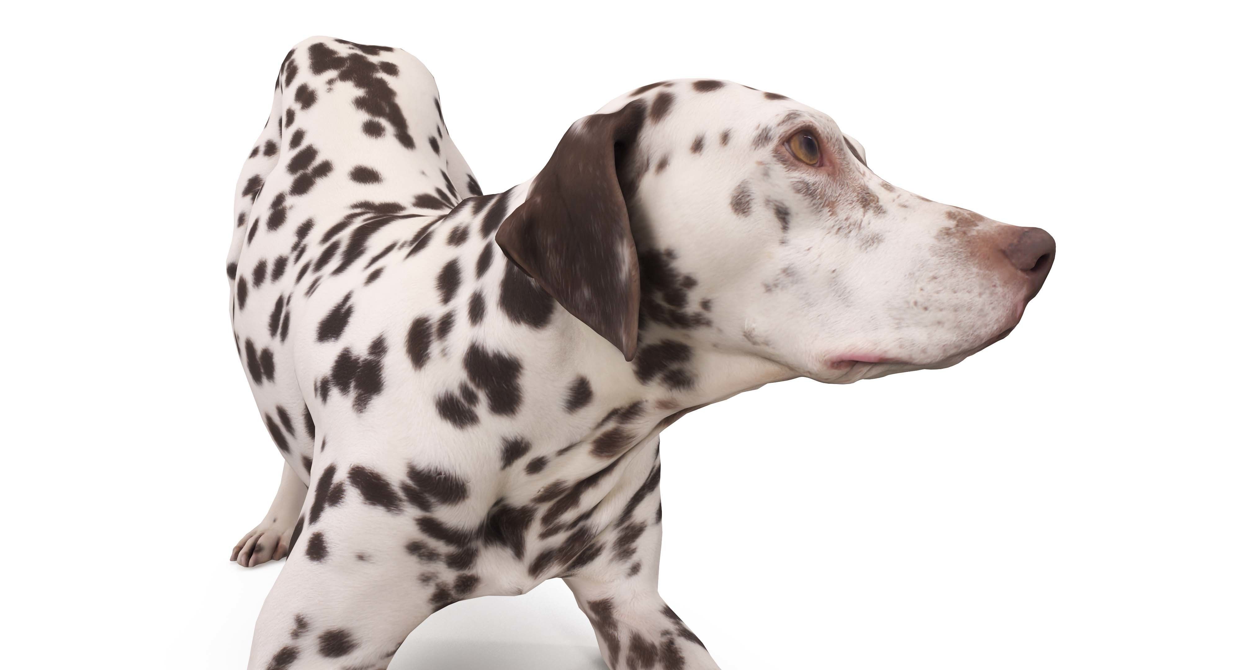 Dalmatian Dog Pose 3D model_13