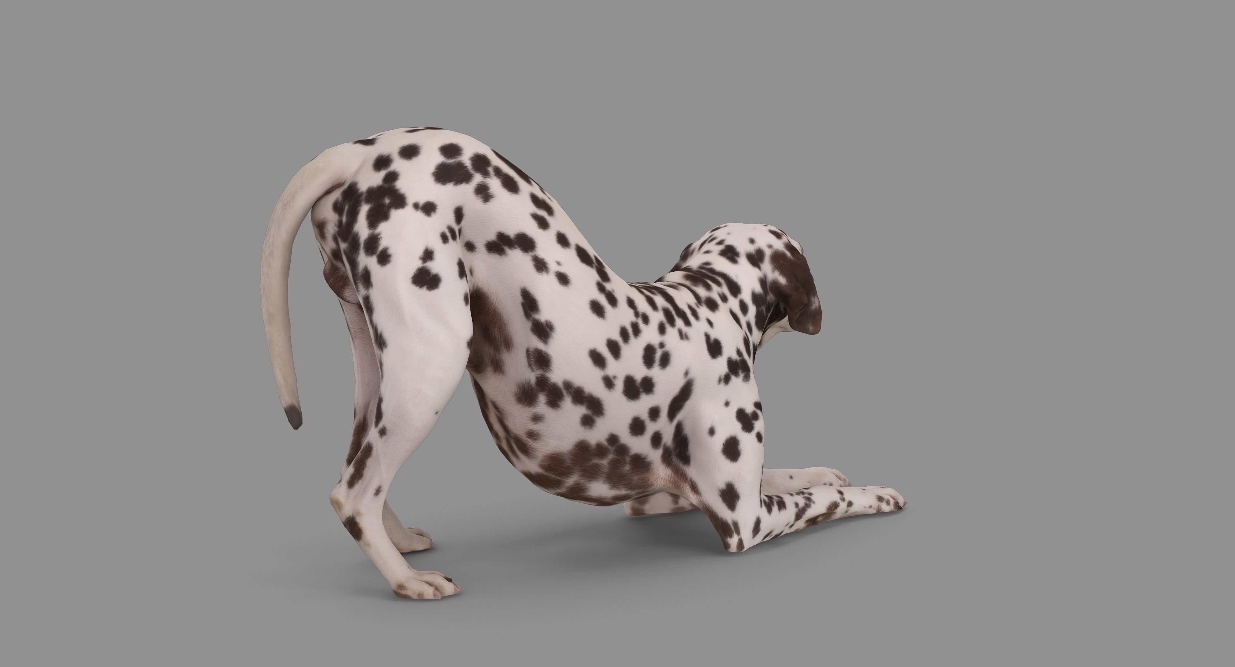 Dalmatian Dog Pose 3D model_83