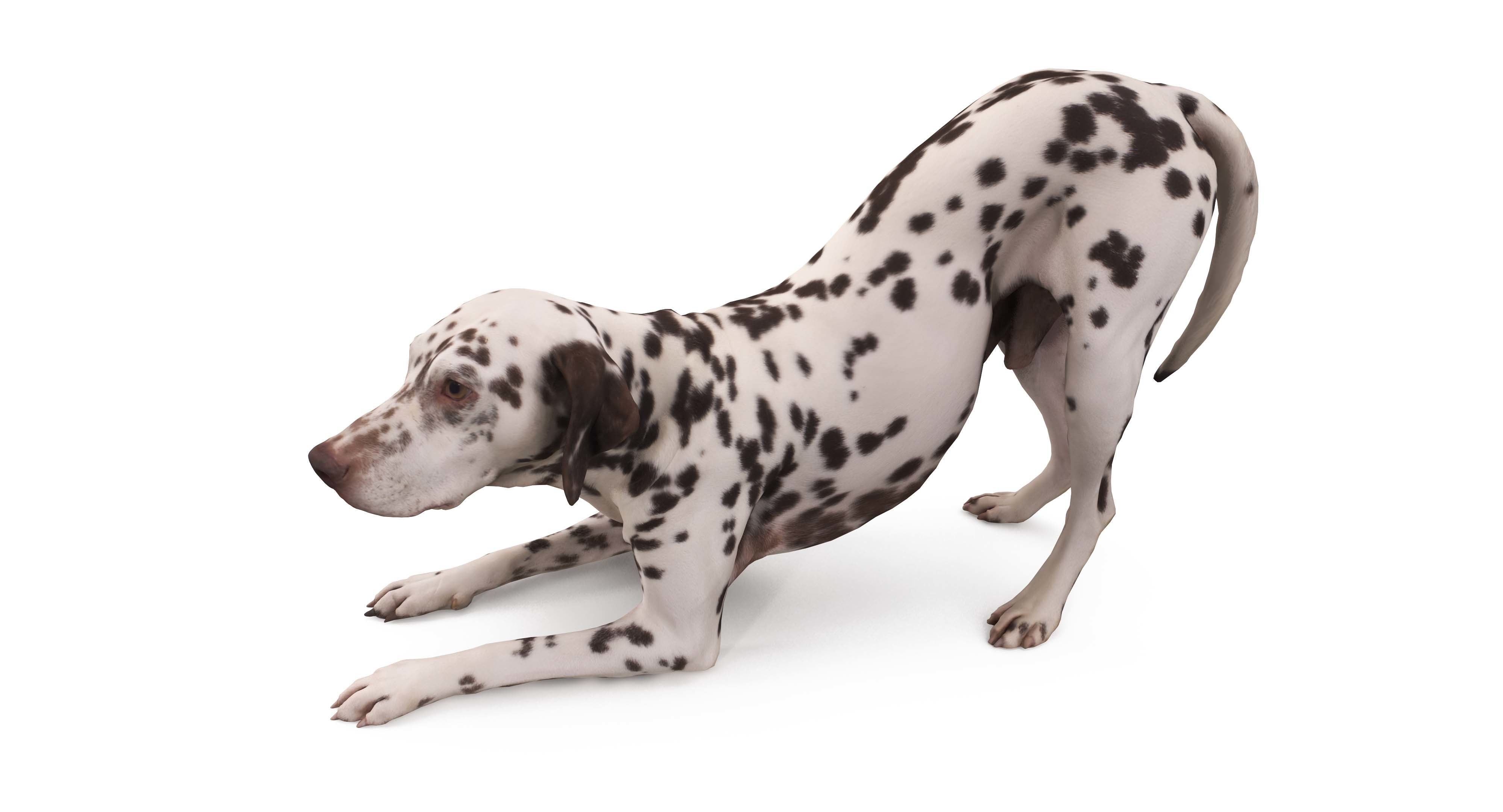 Dalmatian Dog Pose 3D model_29