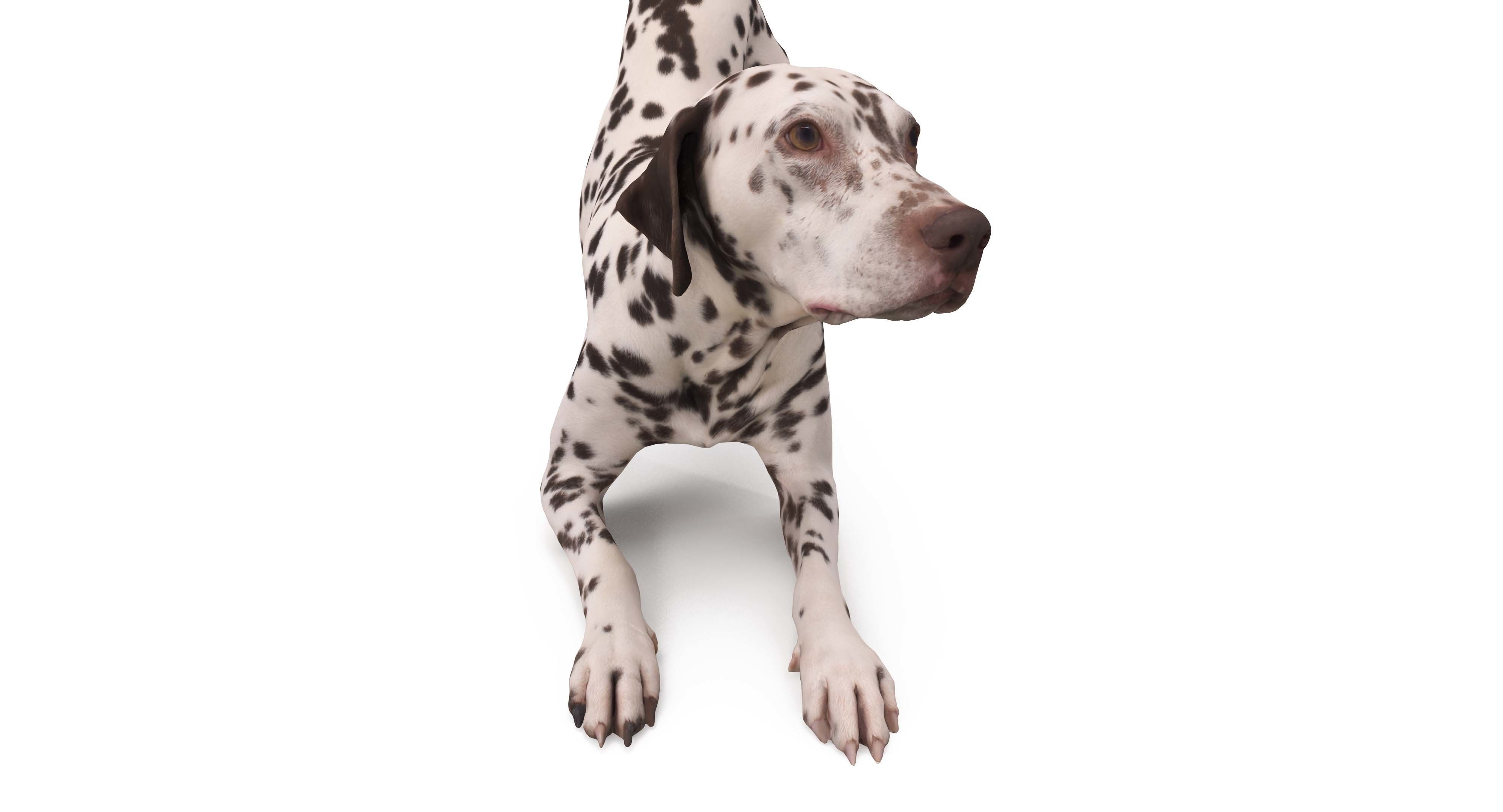 Dalmatian Dog Pose 3D model_25