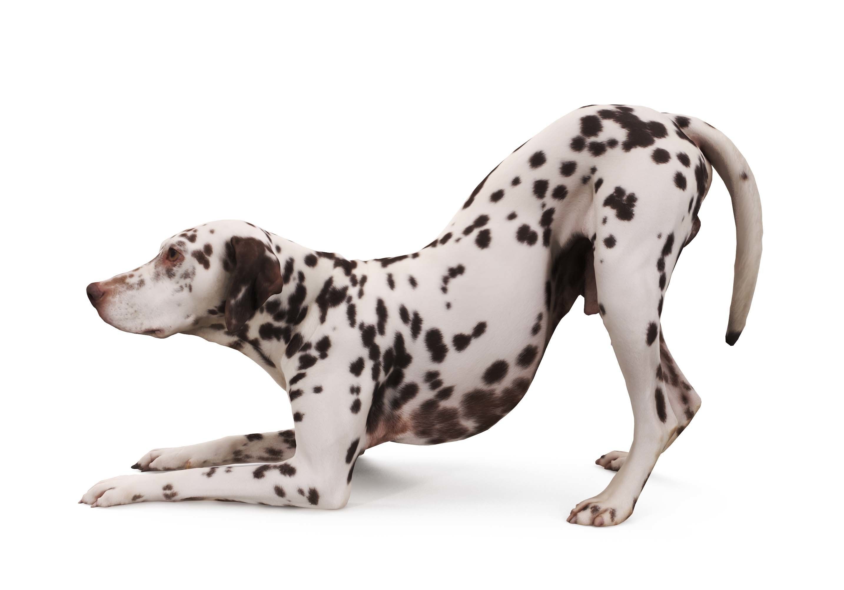 Dalmatian Dog Pose 3D model_0