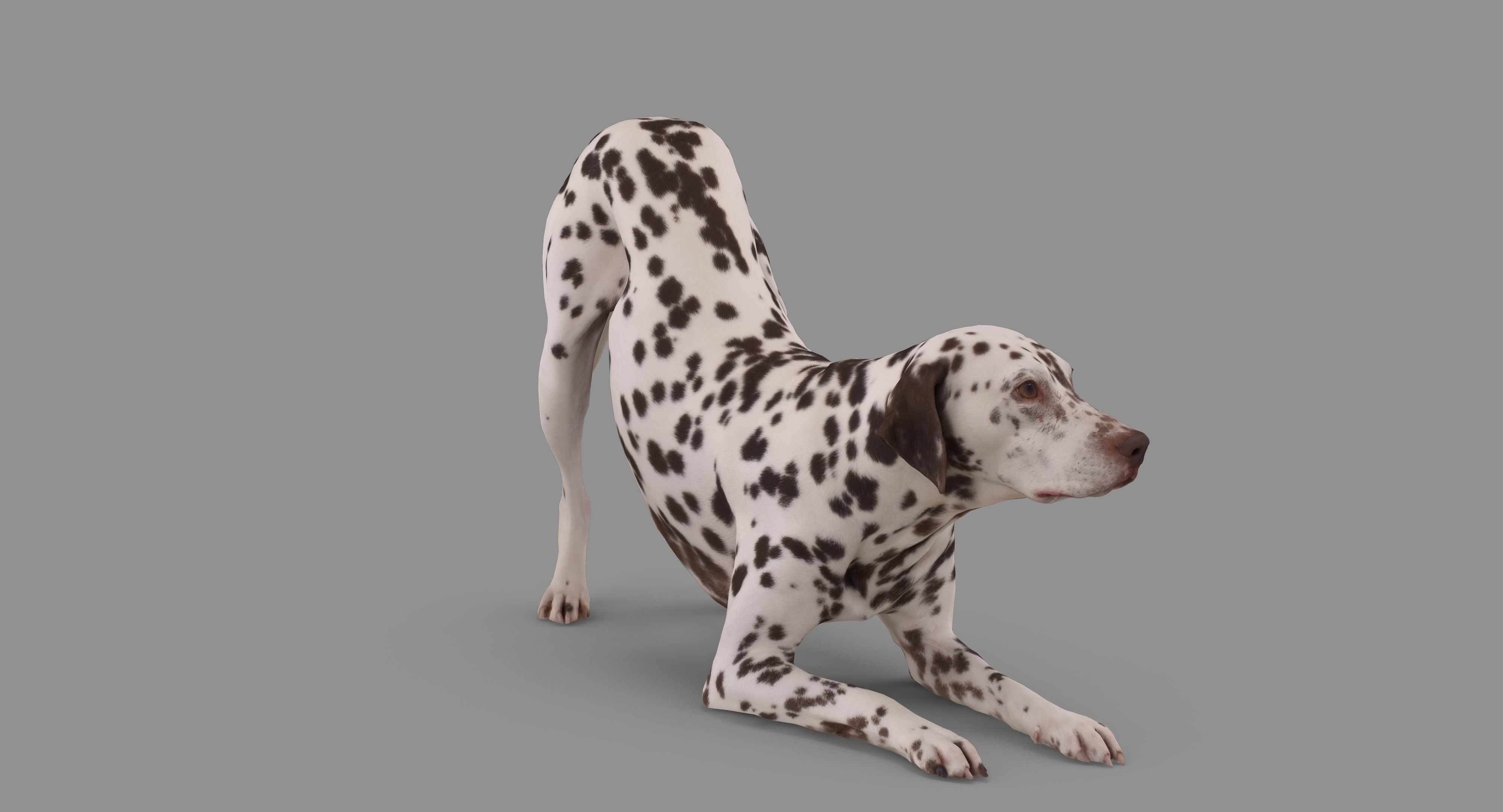 Dalmatian Dog Pose 3D model_71