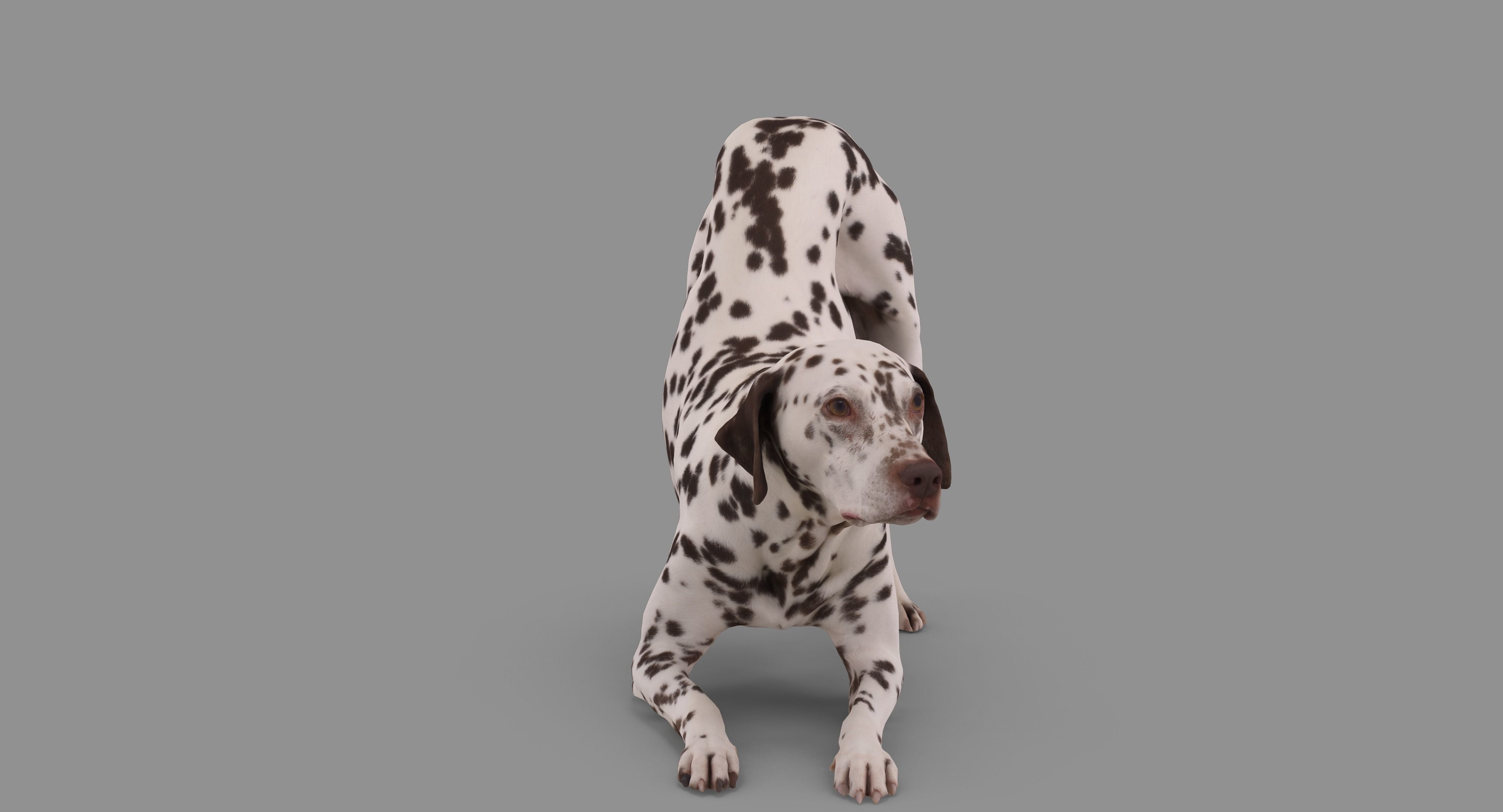 Dalmatian Dog Pose 3D model_67