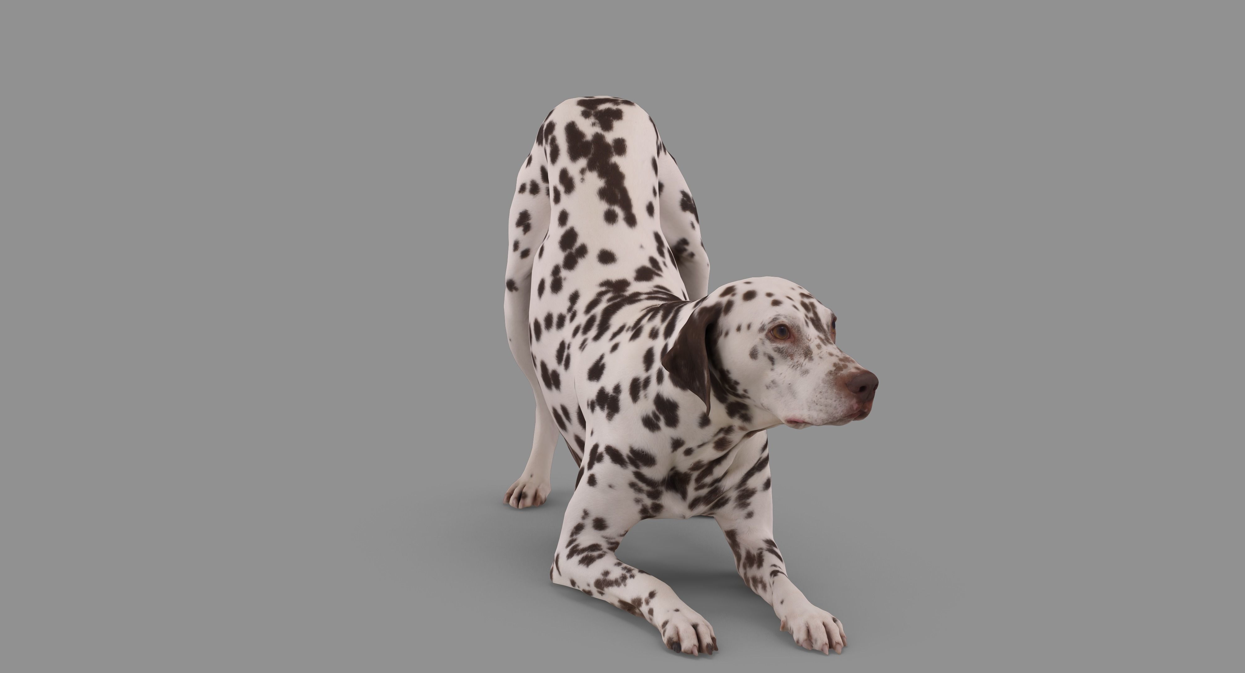 Dalmatian Dog Pose 3D model_69