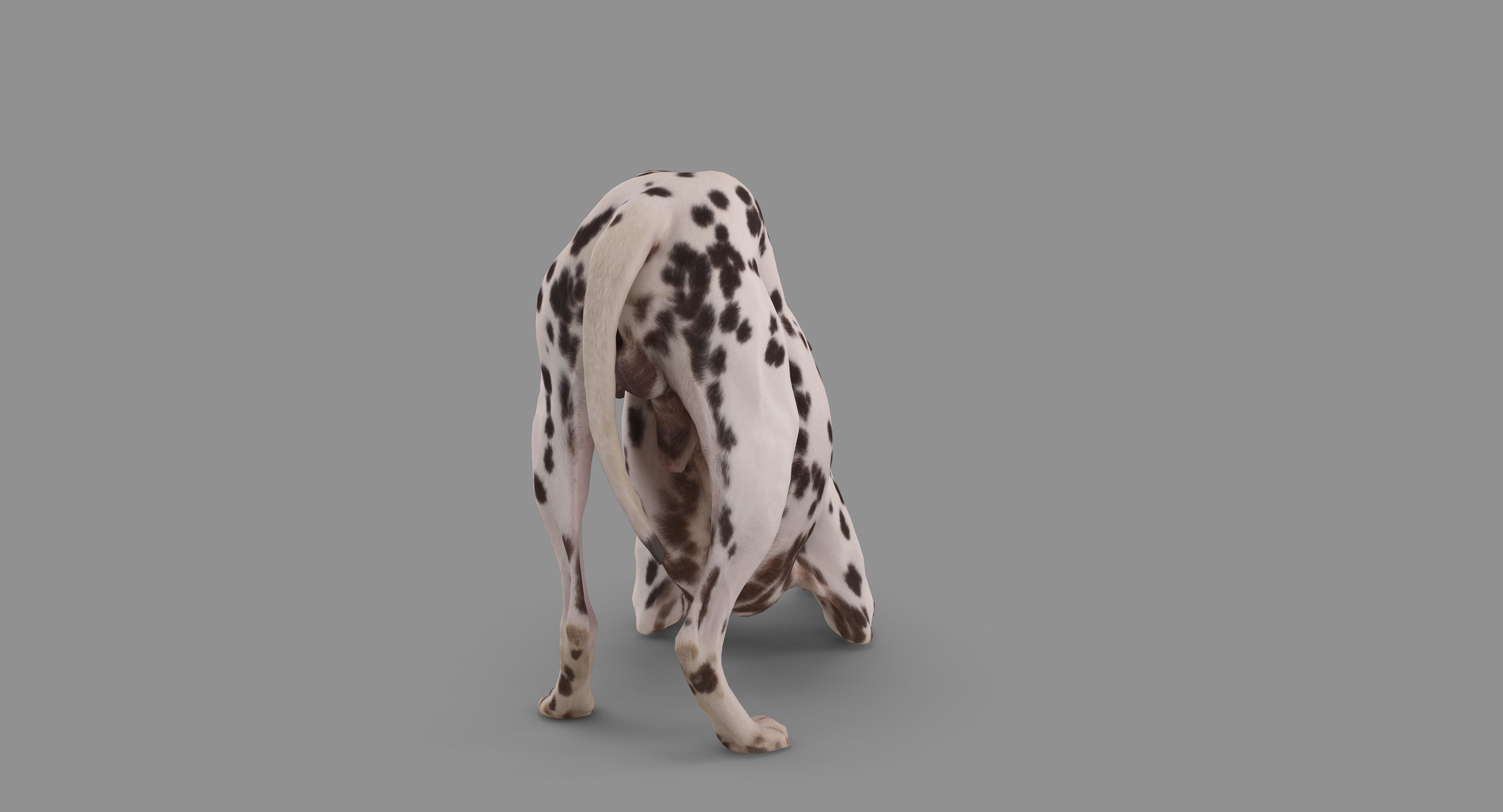 Dalmatian Dog Pose 3D model_89
