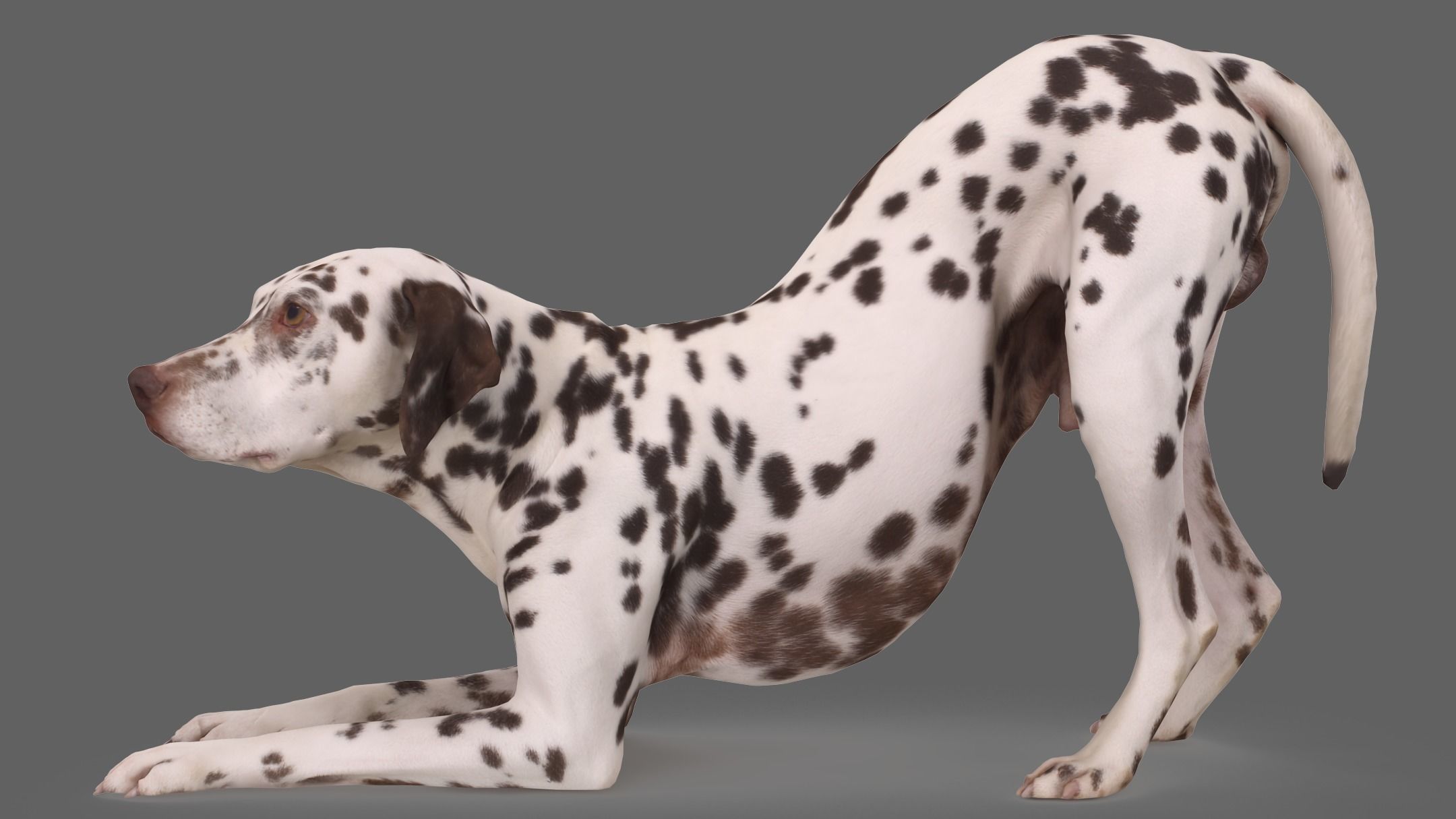 Dalmatian Dog Pose 3D model_4