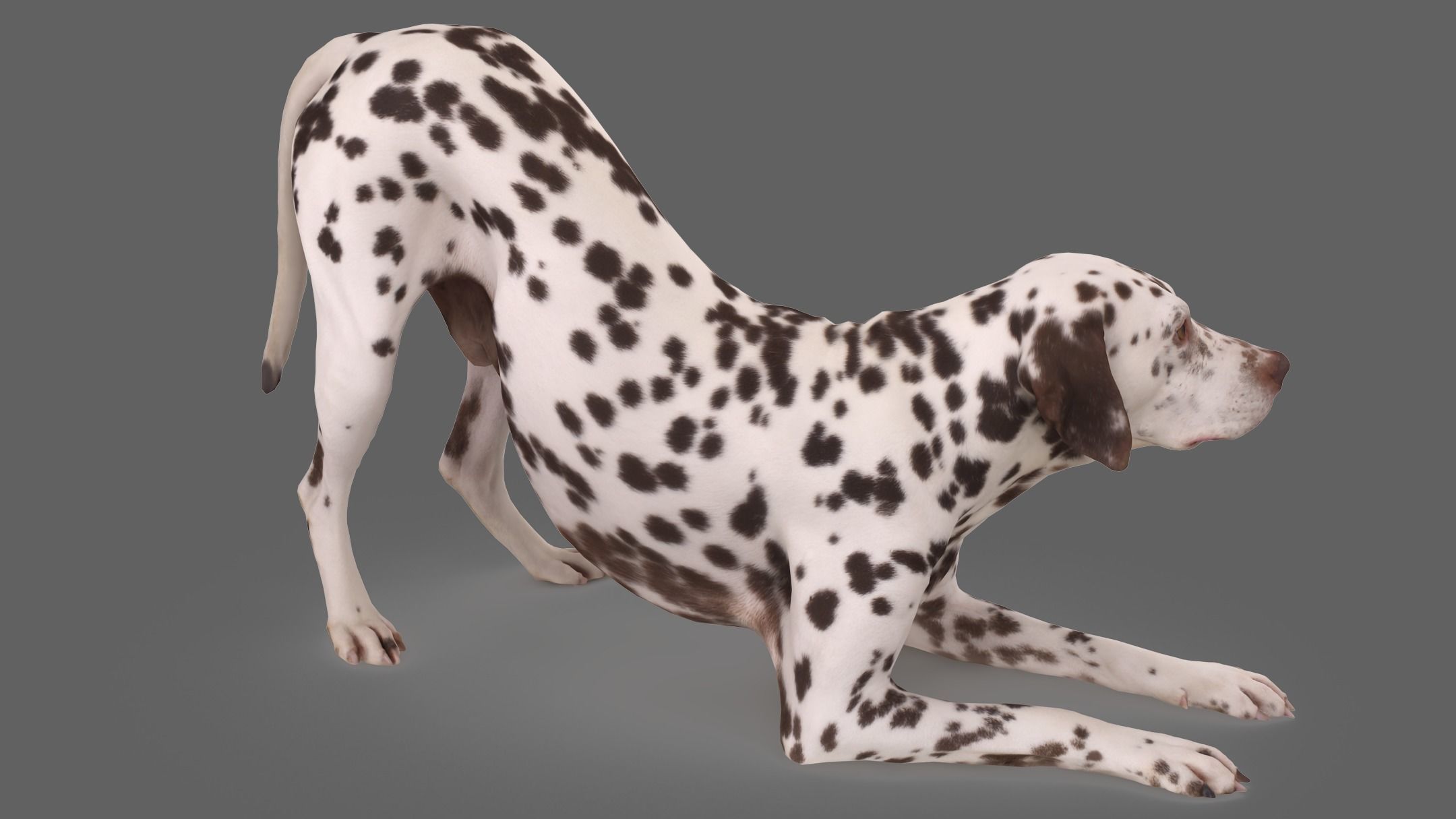 Dalmatian Dog Pose 3D model_2