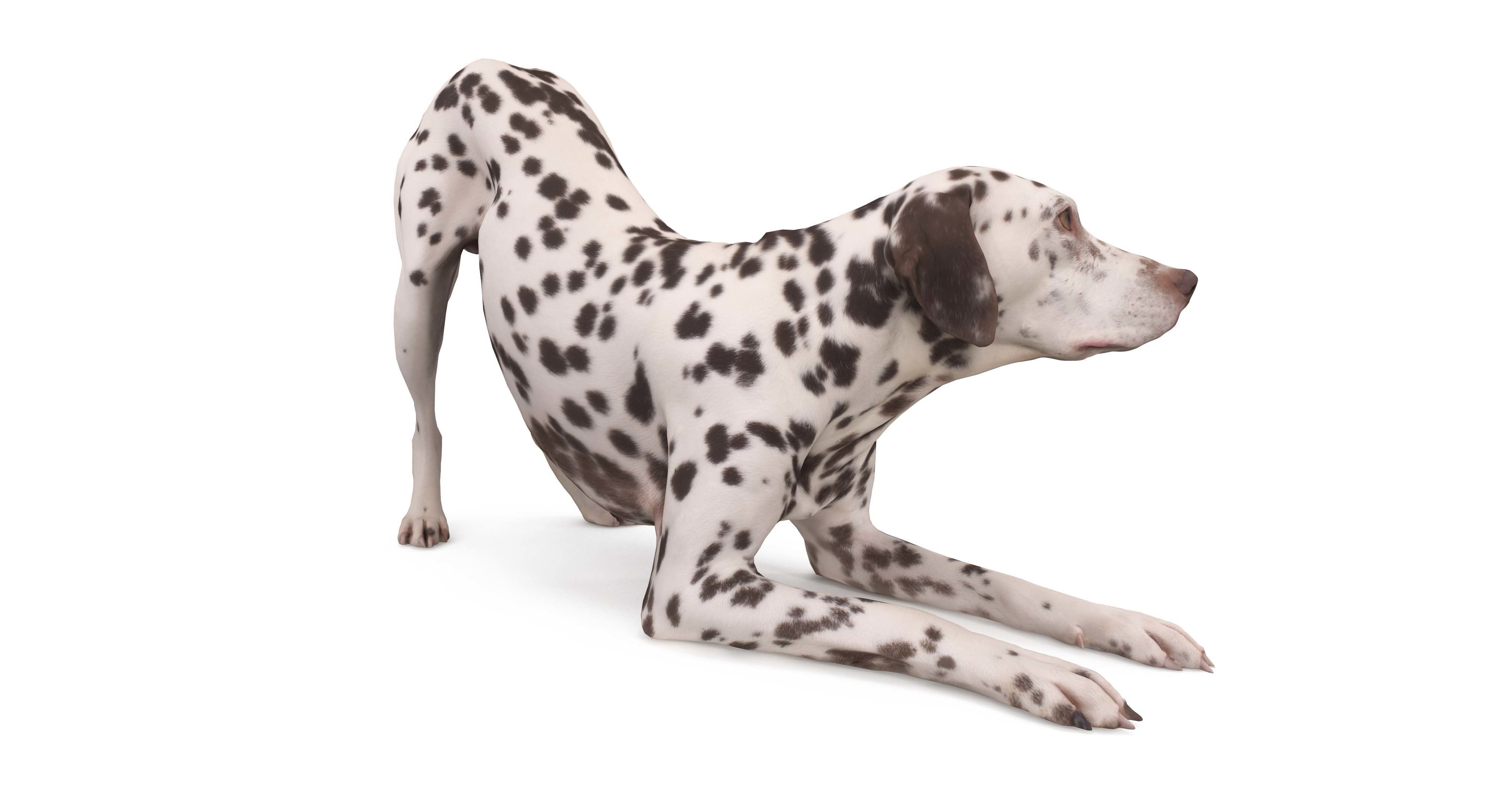 Dalmatian Dog Pose 3D model_27