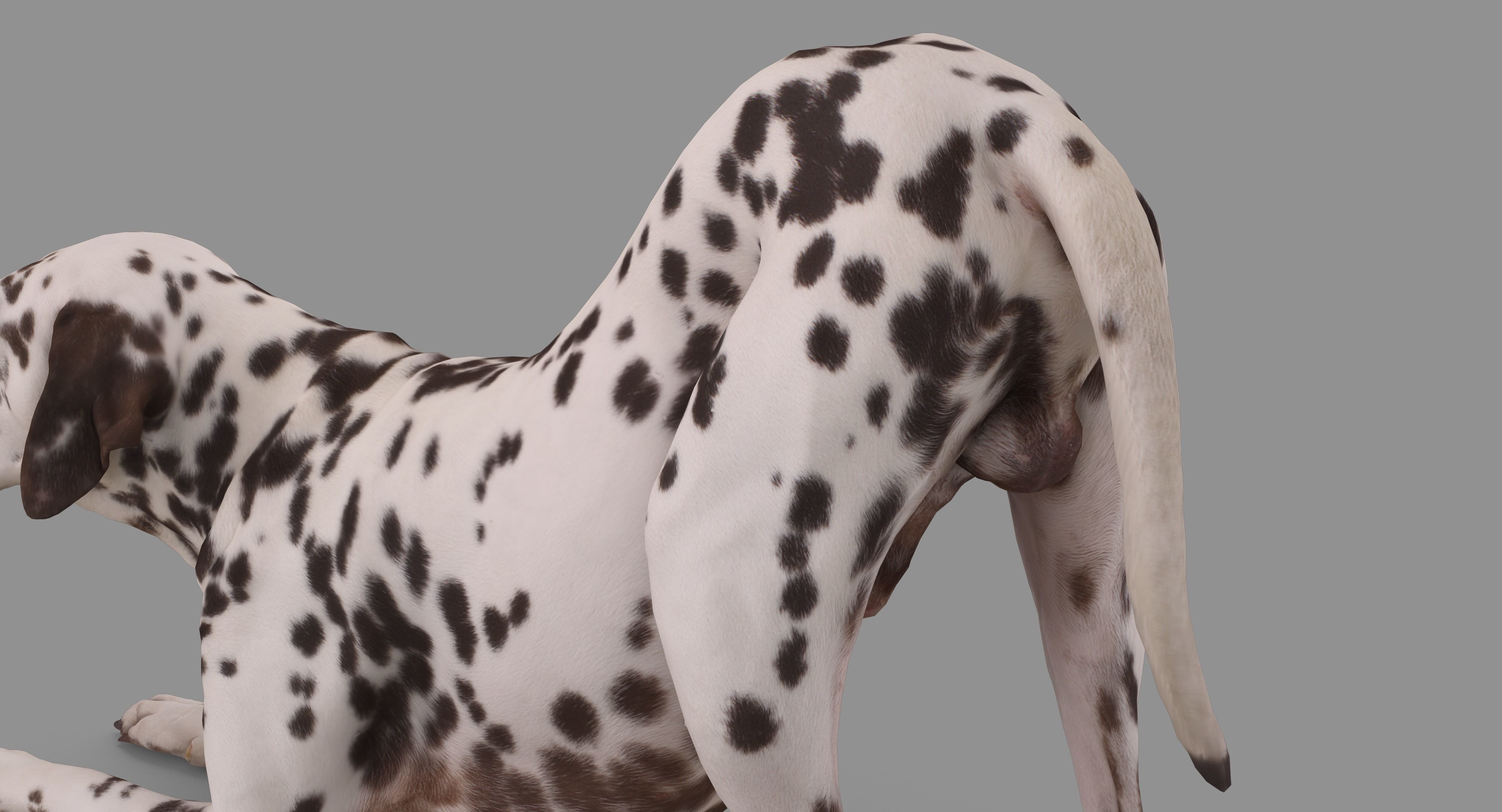 Dalmatian Dog Pose 3D model_49