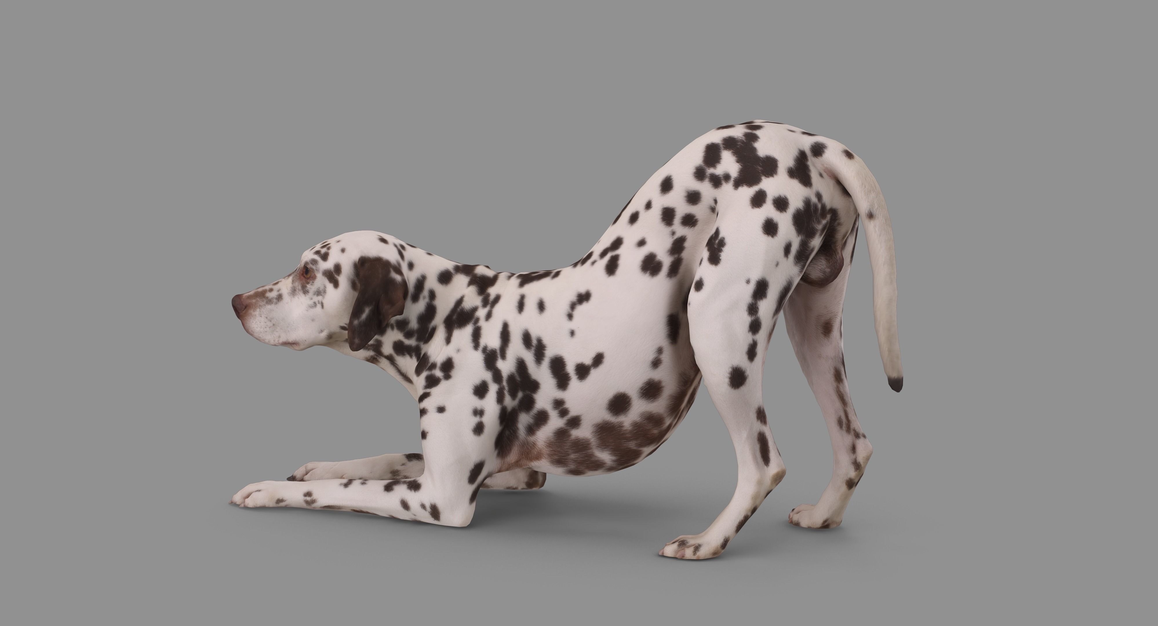 Dalmatian Dog Pose 3D model_99