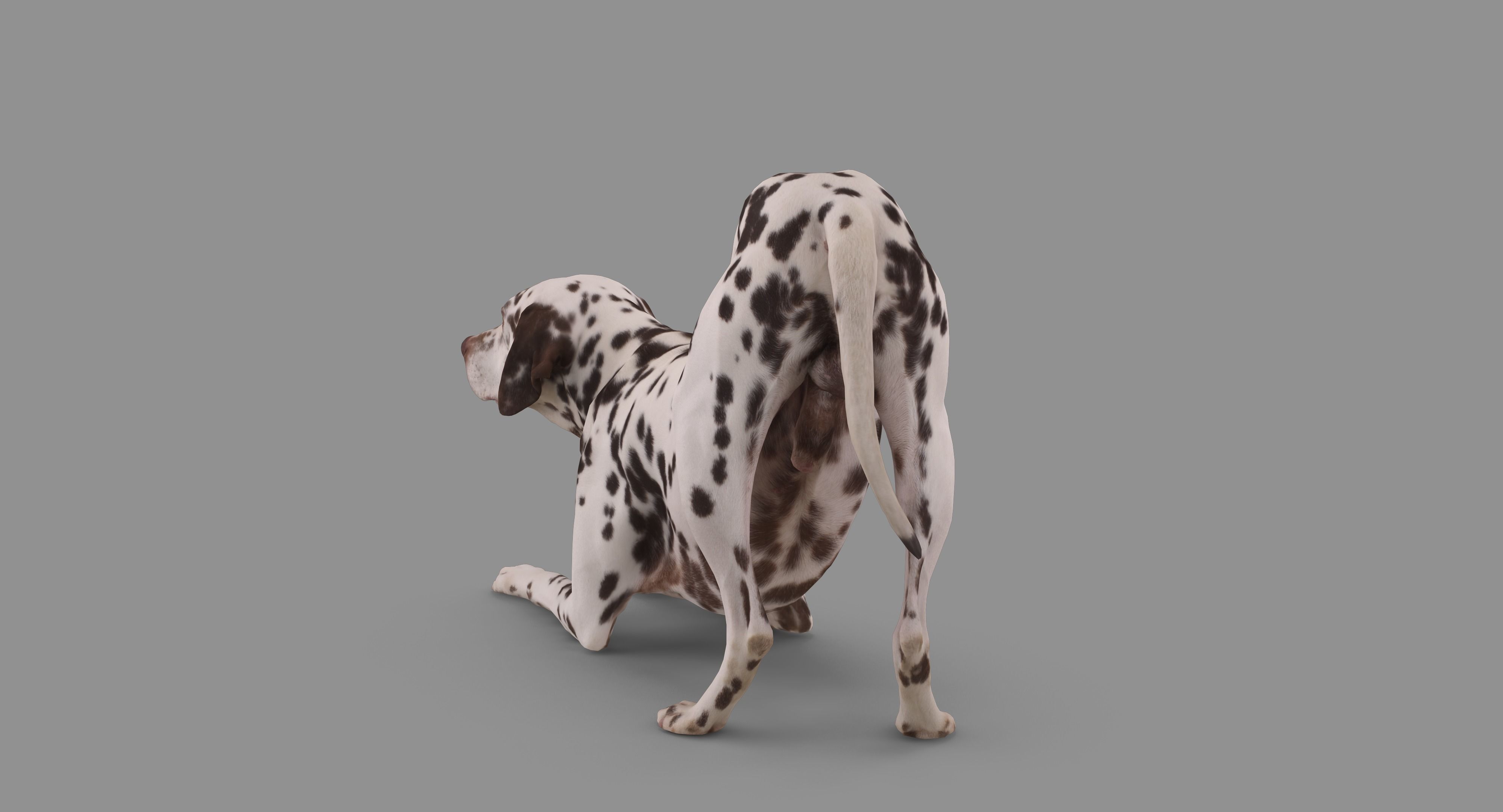 Dalmatian Dog Pose 3D model_93