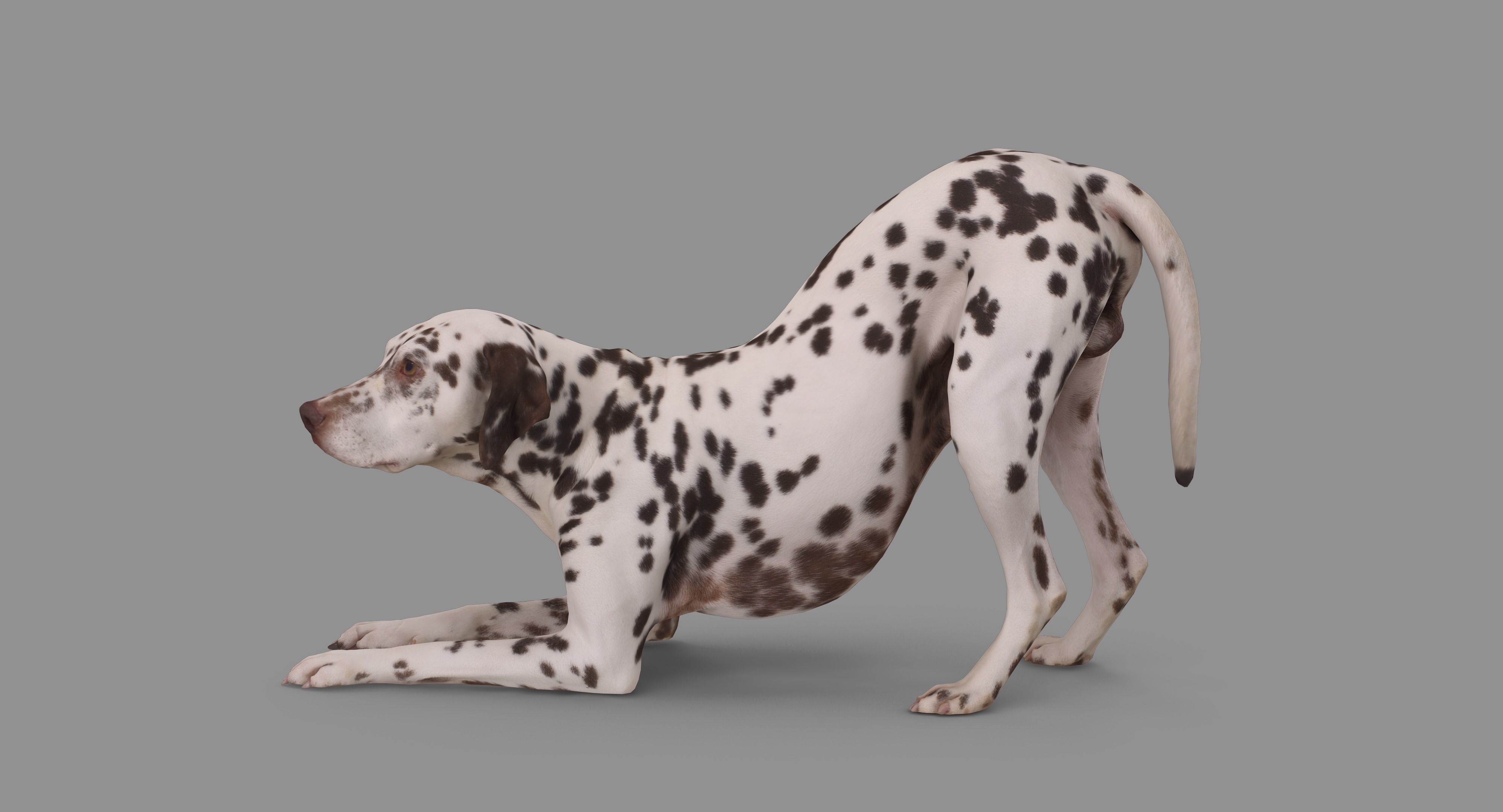 Dalmatian Dog Pose 3D model_101