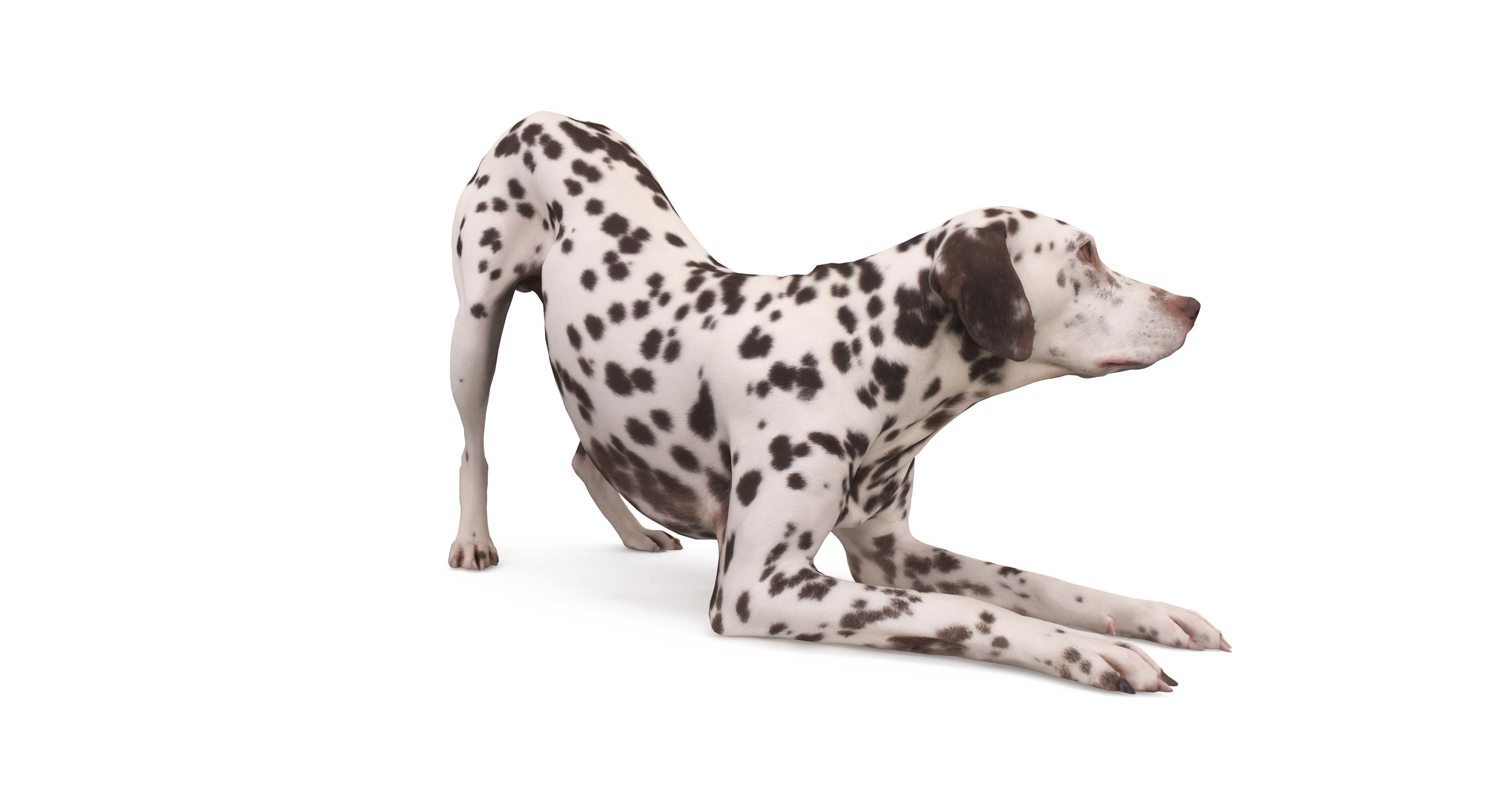 Dalmatian Dog Pose 3D model_15