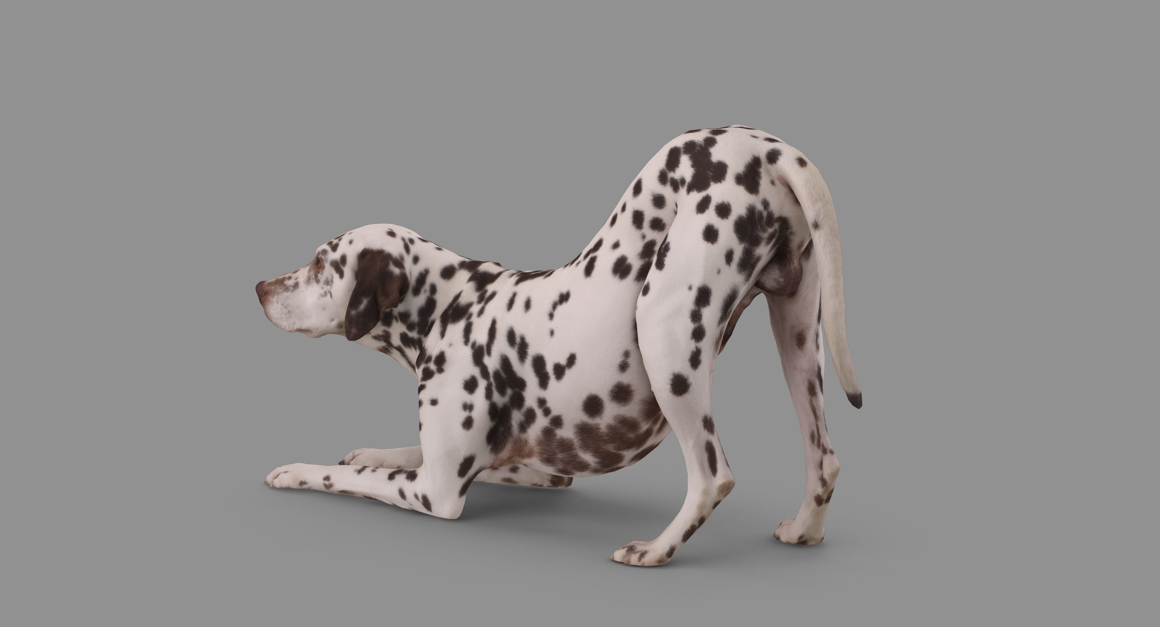 Dalmatian Dog Pose 3D model_97